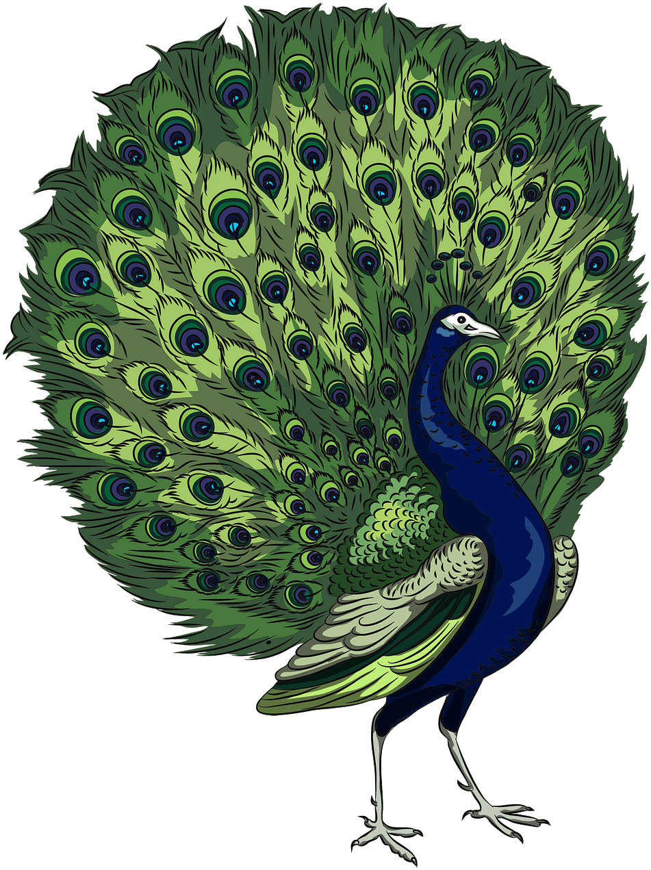 鳥 桌布 壁紙 — 一隻色彩鮮豔的插圖孔雀在黑色背景下展示其茂盛的綠色和藍色羽毛尾巴。