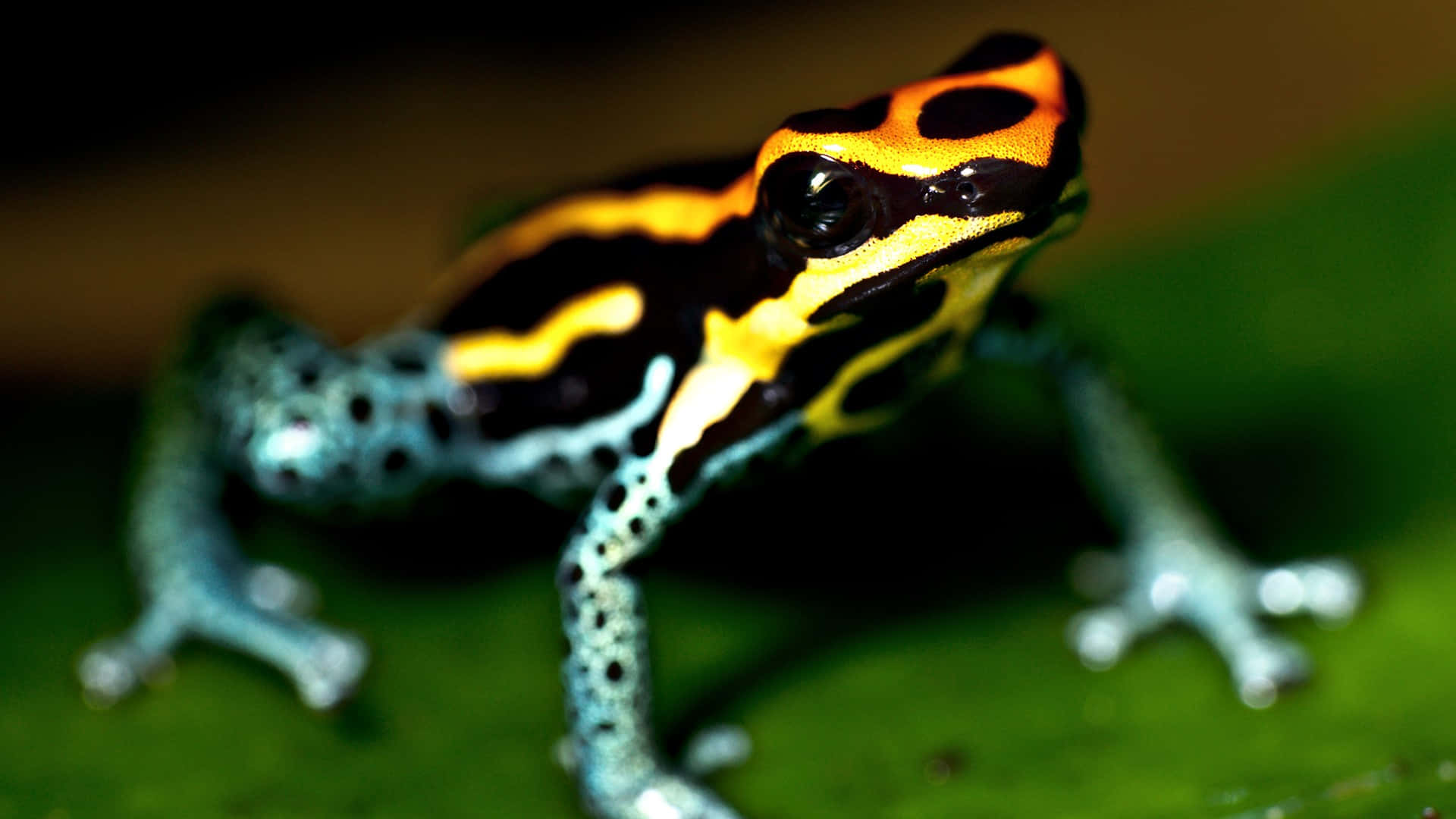 Frog 桌布 壁紙 — 一隻色彩鮮豔的毒箭蛙，帶有醒目的橙黃黑條紋，棲息在熱帶環境中茂盛的綠葉上。