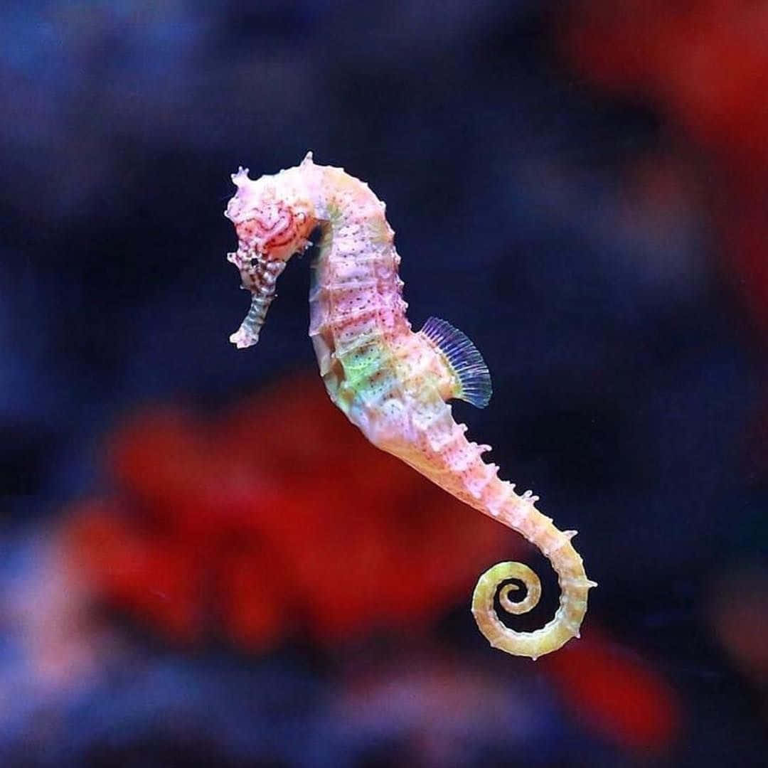 海馬 桌布 壁紙 — 一隻色彩鮮豔的海馬，帶有粉紅、綠色和黃色色調，在模糊的紅色和藍色水下背景中優雅地游動。