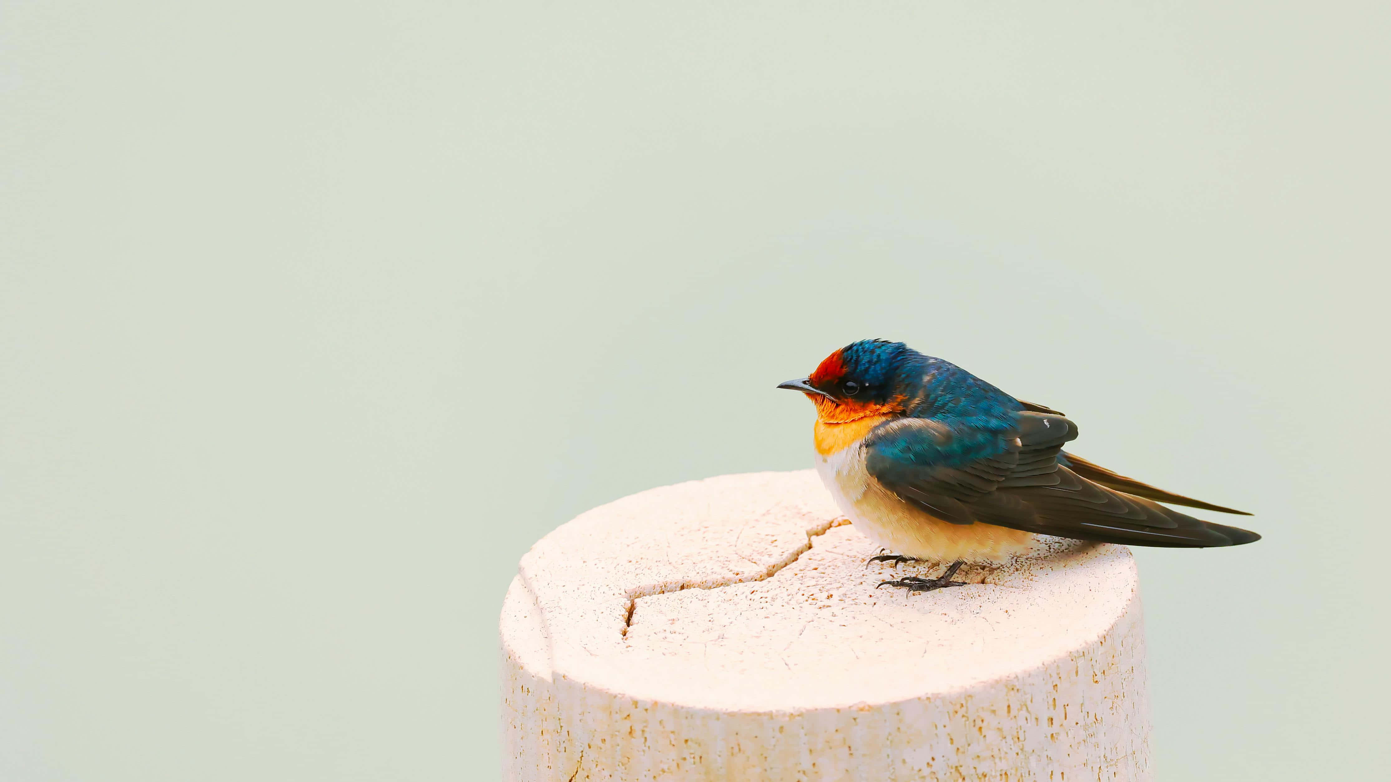 Swallow Bird 桌布 壁紙 — 一隻色彩鮮豔的燕子，帶有虹彩藍色翅膀和橙色喉嚨，平靜地棲息在一個風化的白色木柱上，背景是柔和的薄荷綠色。