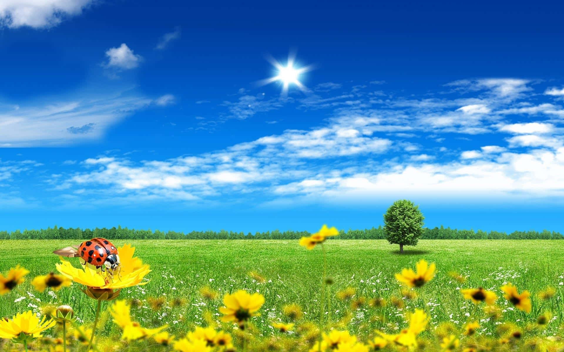 風景 桌布 壁紙 — 一隻色彩鮮豔的瓢蟲棲息在陽光普照的草地上的一朵黃花上，背景是明亮的藍天和零星的白雲。