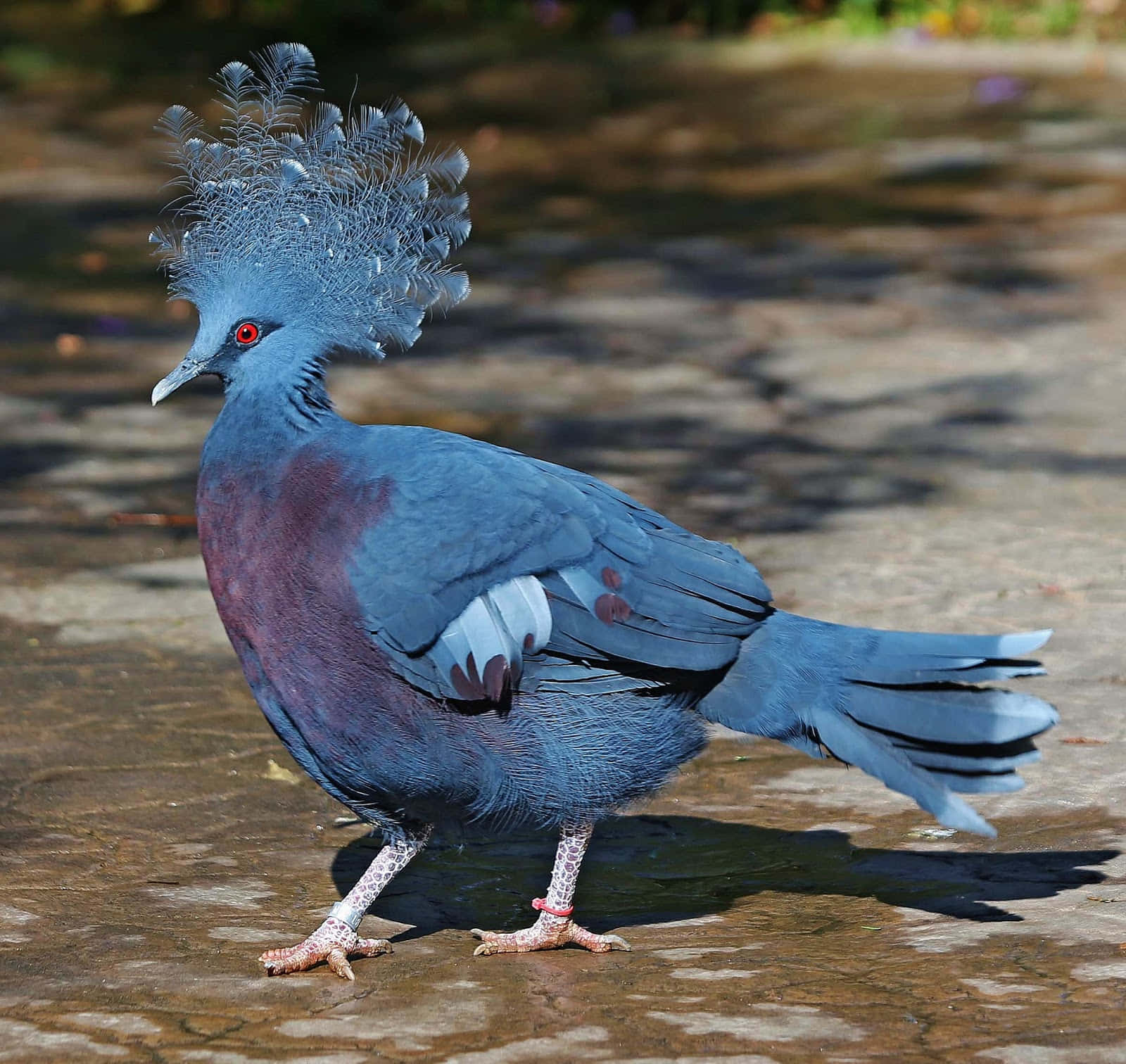 pigeon 桌布 壁紙 — 一隻色彩鮮豔的皇冠鴿，擁有虹彩藍色羽毛和引人注目的紅色眼睛，站在陽光普照的石徑上。