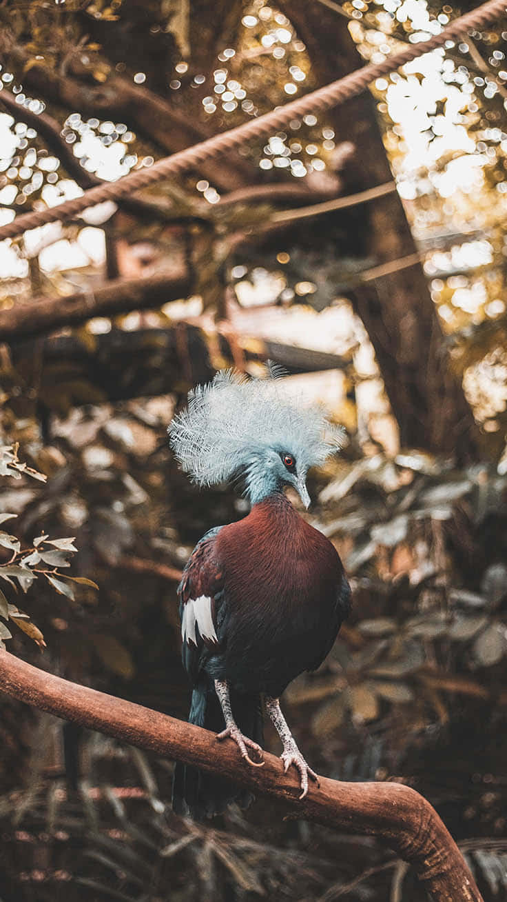 Bird iPhone 桌布 壁紙 — 一隻色彩鮮豔的皇冠鴿優雅地棲息在陽光普照的樹枝上，周圍是斑駁的森林樹葉。