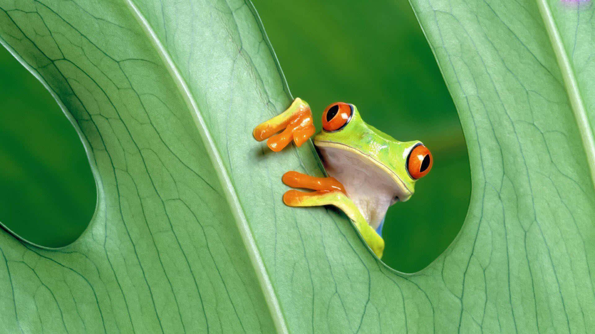 Frog 桌布 壁紙 — 一隻色彩鮮豔的紅眼樹蛙從一片帶有複雜葉脈的大綠葉後好奇地探出頭來。