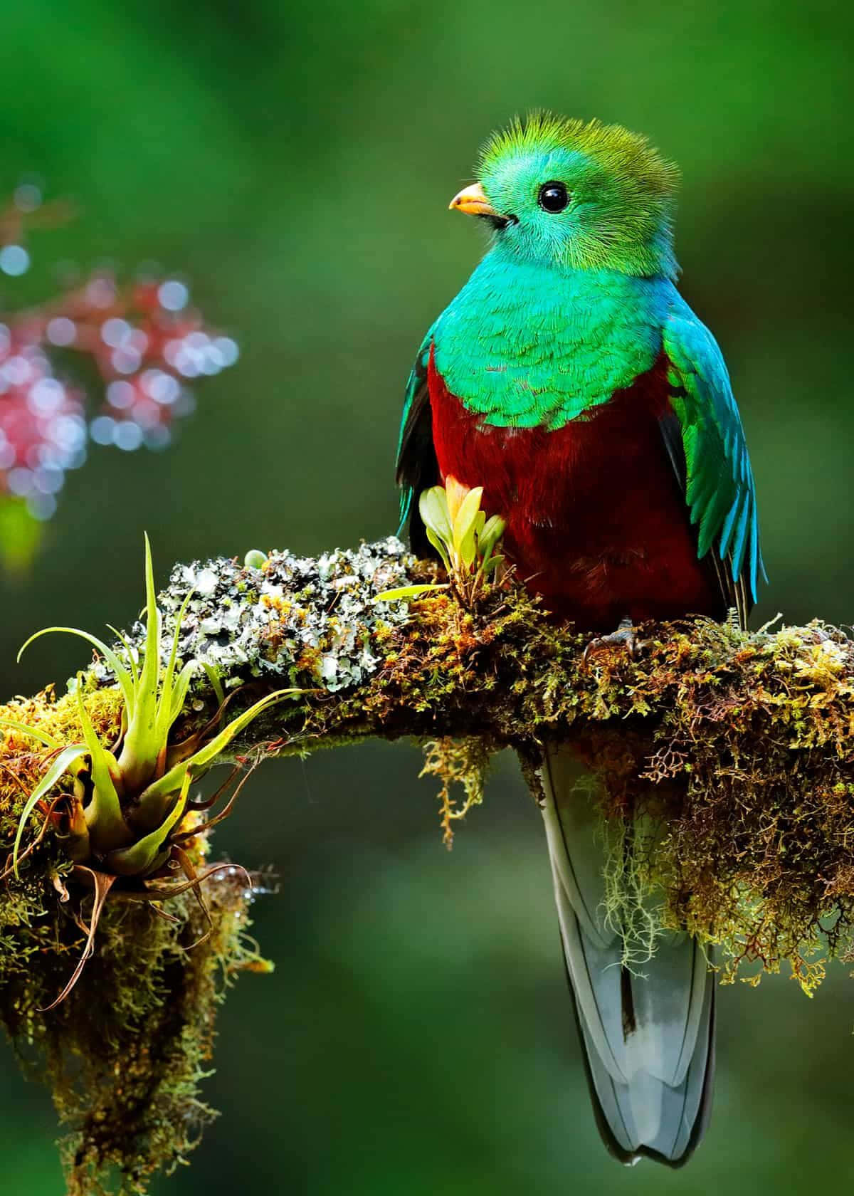 Beautiful Birds 桌布 壁紙 — 一隻色彩鮮豔的綠咬鵑，擁有翠綠色和深紅色的羽毛，棲息在茂密森林中長滿苔蘚的樹枝上。