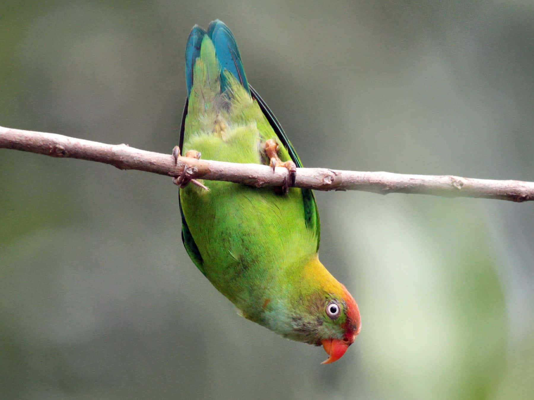 parrot 桌布 壁紙 — 一隻色彩鮮豔的綠色鸚鵡，頭部紅色，喙部橙色，倒掛在柔焦自然環境中的樹枝上。