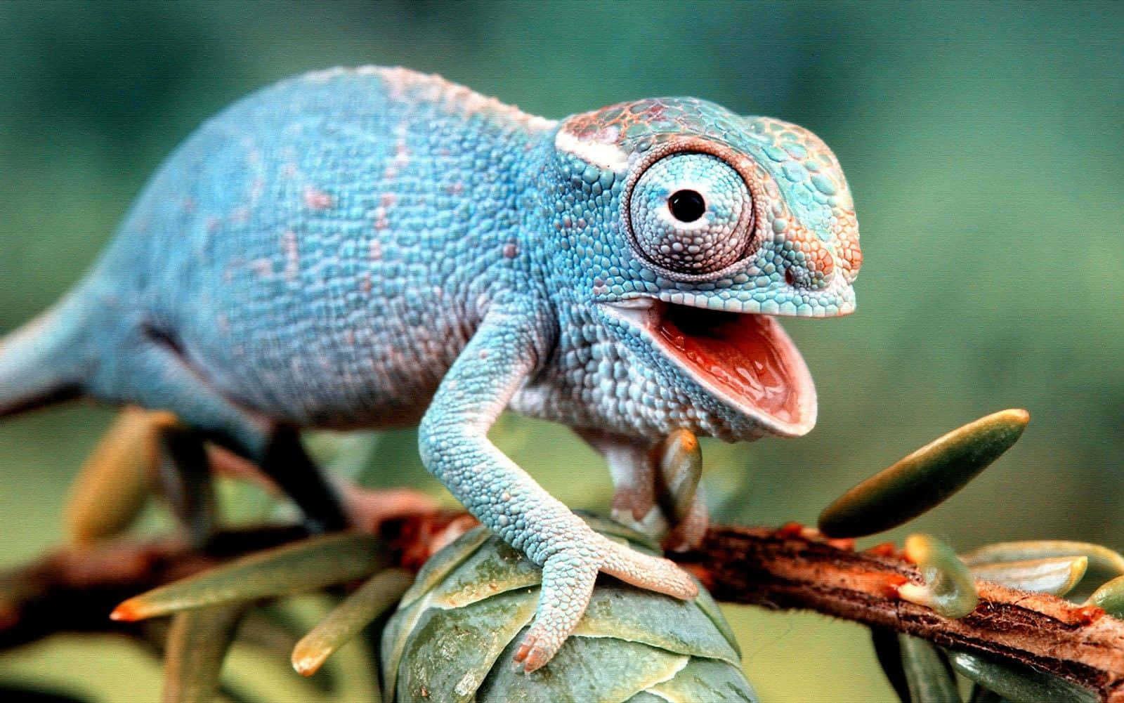 Funny Cute Animals 桌布 壁紙 — 一隻色彩鮮豔的藍色變色龍，皮膚有紋理，棲息在樹枝上，嘴巴大張，背景是柔和的綠色模糊效果。