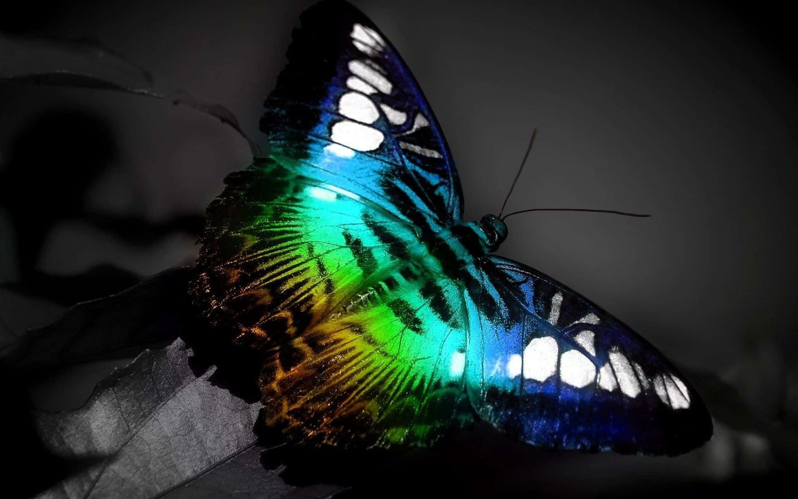 Butterfly Photography 桌布 壁紙 — 一隻色彩鮮豔的虹彩蝴蝶，翅膀呈藍色、綠色和橙色，棲息在葉子上，背景為深色單色。
