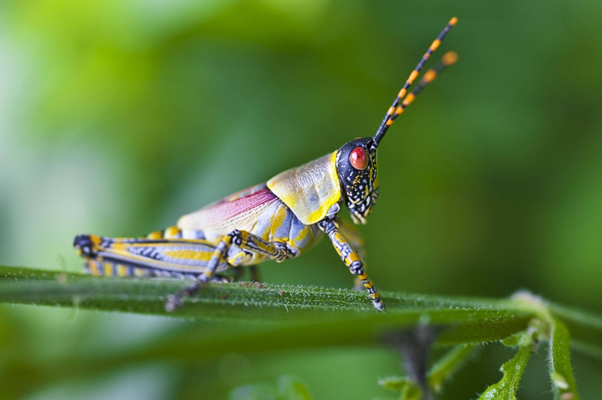 Grasshopper 桌布 壁紙 — 一隻色彩鮮豔的蚱蜢，有紅色眼睛和黃色條紋，棲息在一片綠葉上，背景是柔和模糊的樹葉。