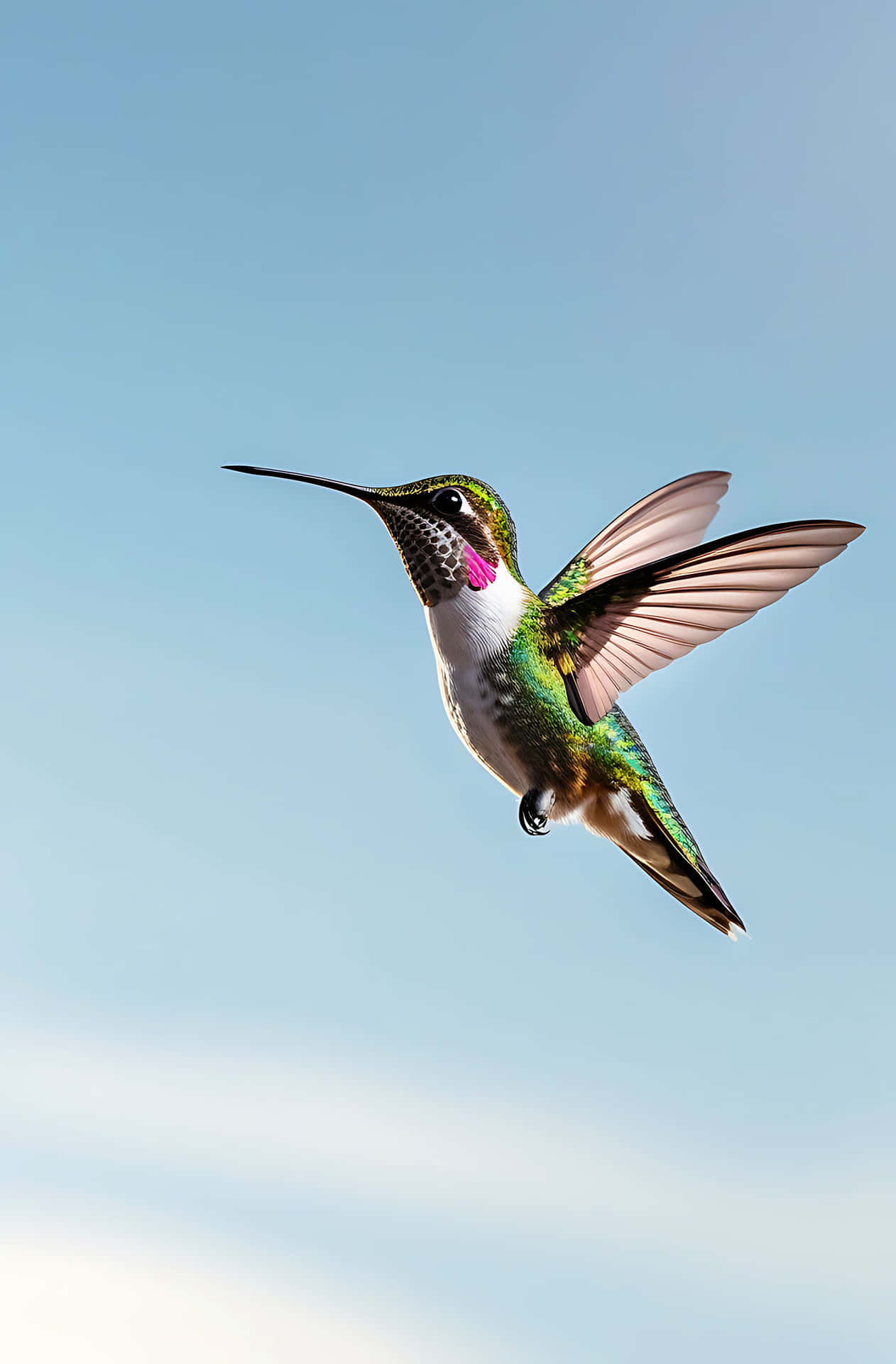 Hummingbird in flight against clear sky 壁紙 — 一隻色彩鮮豔的蜂鳥，帶有虹彩綠色羽毛和粉紅色喉嚨，在清澈的藍天中盤旋。