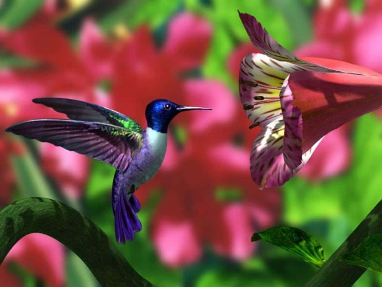 蜂鳥 桌布 壁紙 — 一隻色彩鮮豔的蜂鳥在粉紅色花朵附近盤旋，背景是模糊的花卉。