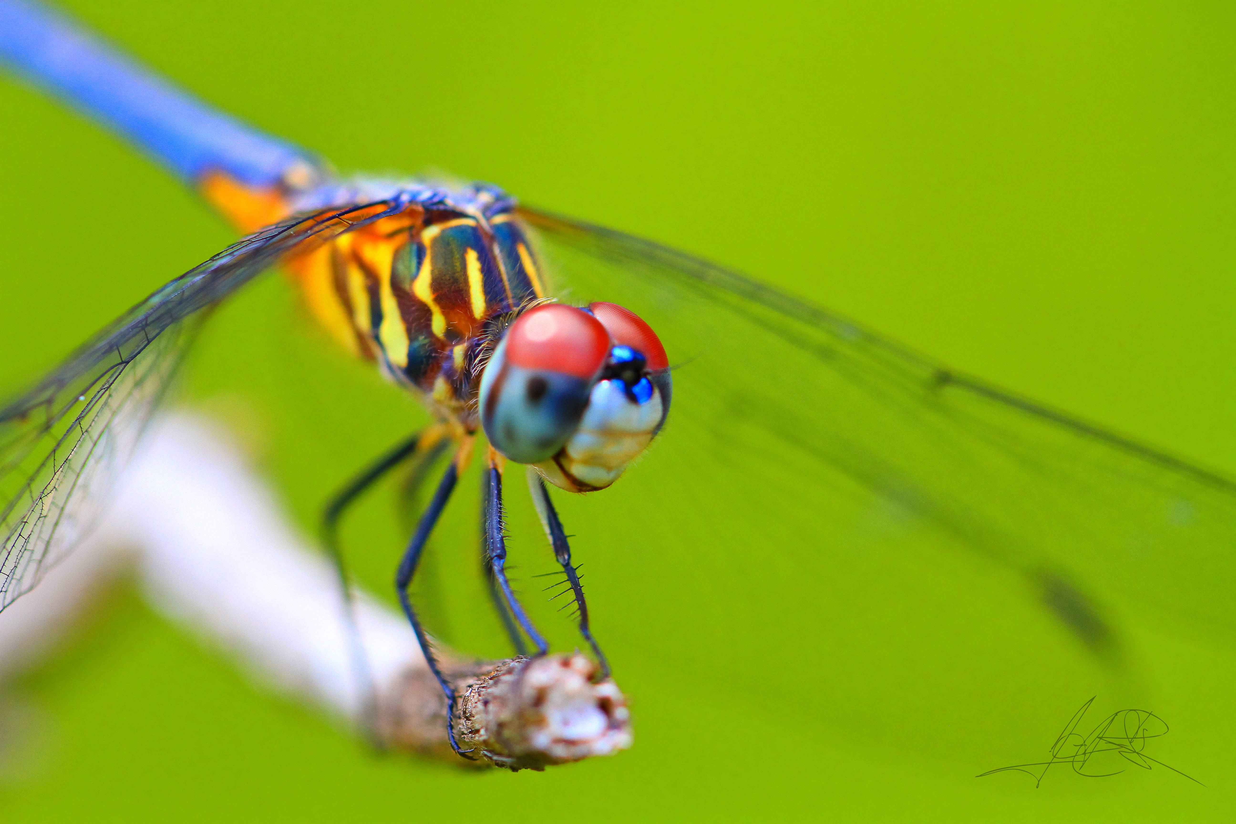 Insect 桌布 壁紙 — 一隻色彩鮮豔的蜻蜓，紅眼睛藍身體，棲息在樹枝上，背景是明亮的綠色模糊效果。