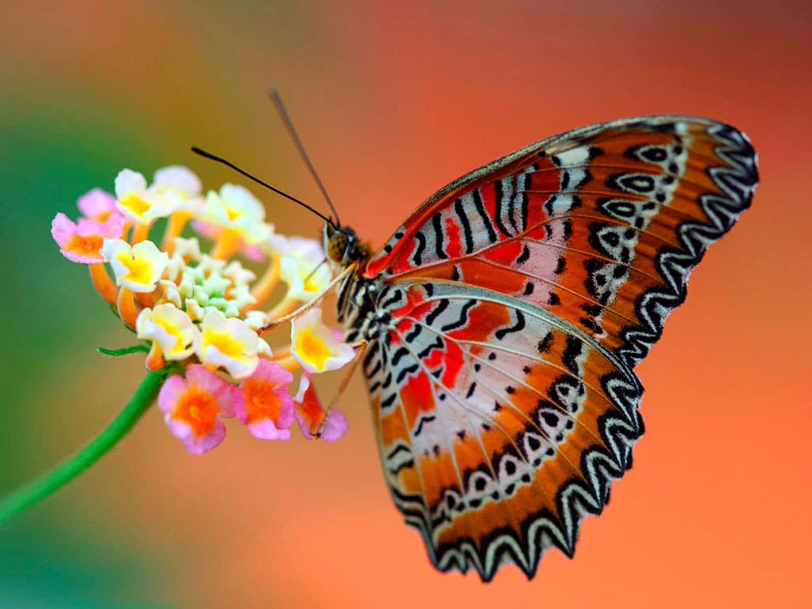 Butterfly Species 桌布 壁紙 — 一隻色彩鮮豔的蝴蝶，帶有橙色、黑色和白色的圖案翅膀，輕輕停在一簇粉紅色和黃色的花朵上，背景溫暖而模糊。