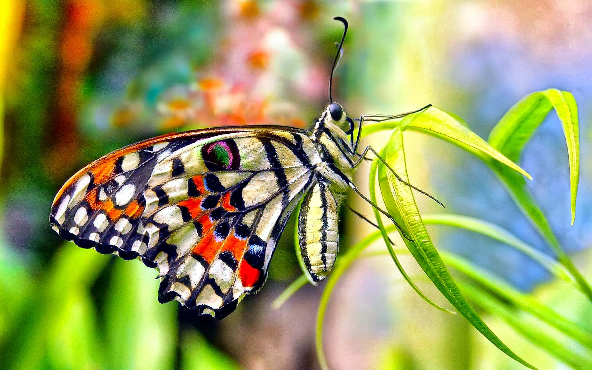 Butterfly Profile 桌布 壁紙 — 一隻色彩鮮豔的蝴蝶，擁有橙色、黑色和白色的翅膀，輕輕停在一片明亮的綠葉上，背景是色彩繽紛、模糊的花卉。