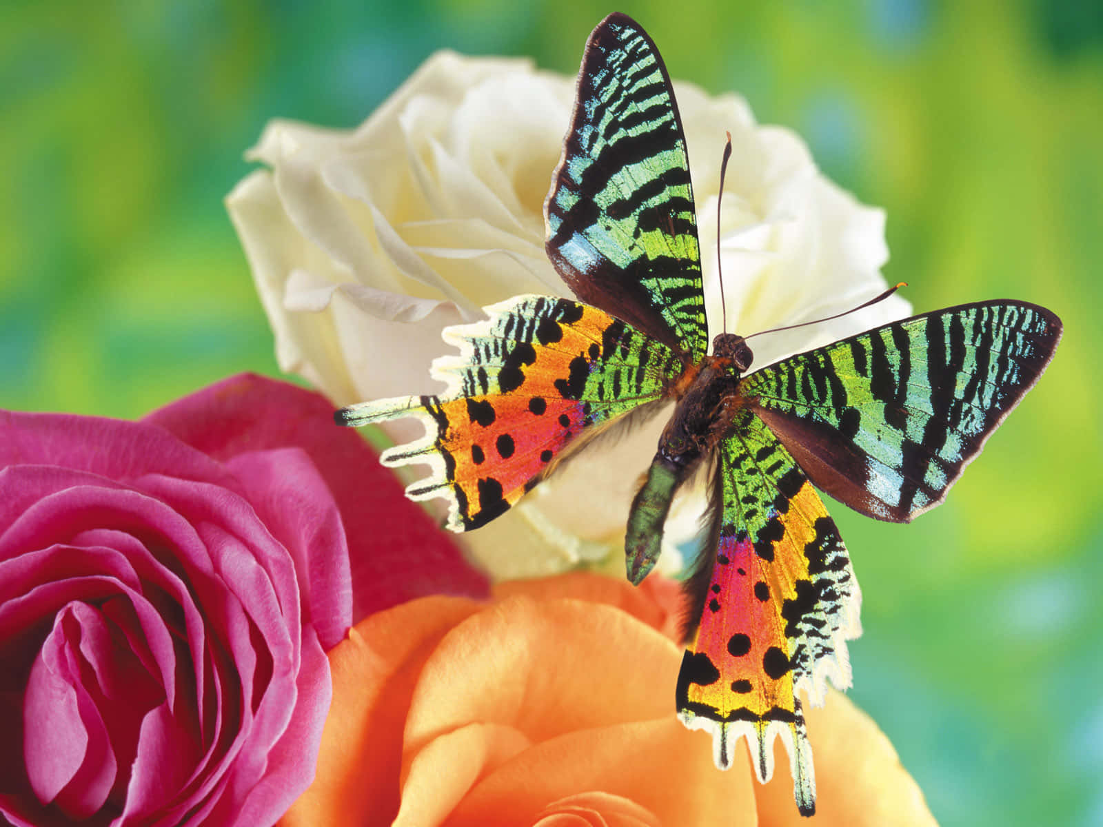 Emerging Butterfly 桌布 壁紙 — 一隻色彩鮮豔的蝴蝶，擁有綠色、黑色和橙色的翅膀，輕柔地停在一簇粉紅色、白色和橙色的玫瑰上，背景是柔和的綠色。