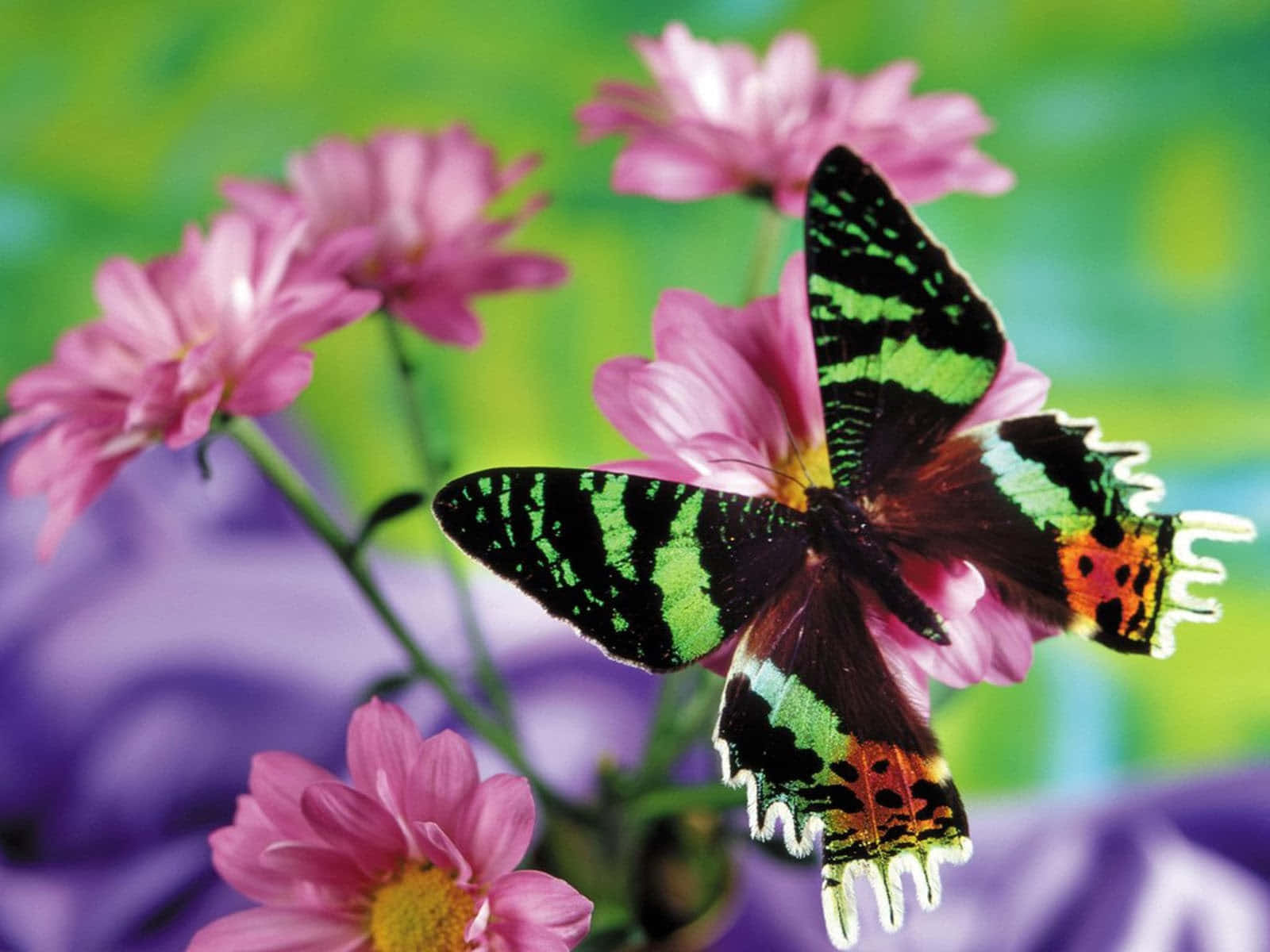 Emerging Butterfly 桌布 壁紙 — 一隻色彩鮮豔的蝴蝶，擁有綠色、黑色和橙色的翅膀，輕輕停在一朵粉紅色的花上，背景柔和模糊。