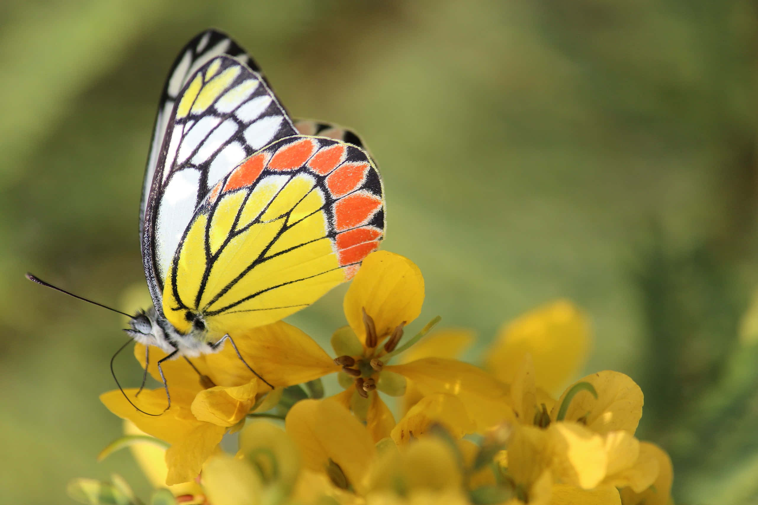Real Butterfly 桌布 壁紙 — 一隻色彩鮮豔的蝴蝶，翅膀呈黃色、白色和橙色，輕輕停在一簇鮮黃色的花朵上，背景是柔和的綠色模糊效果。