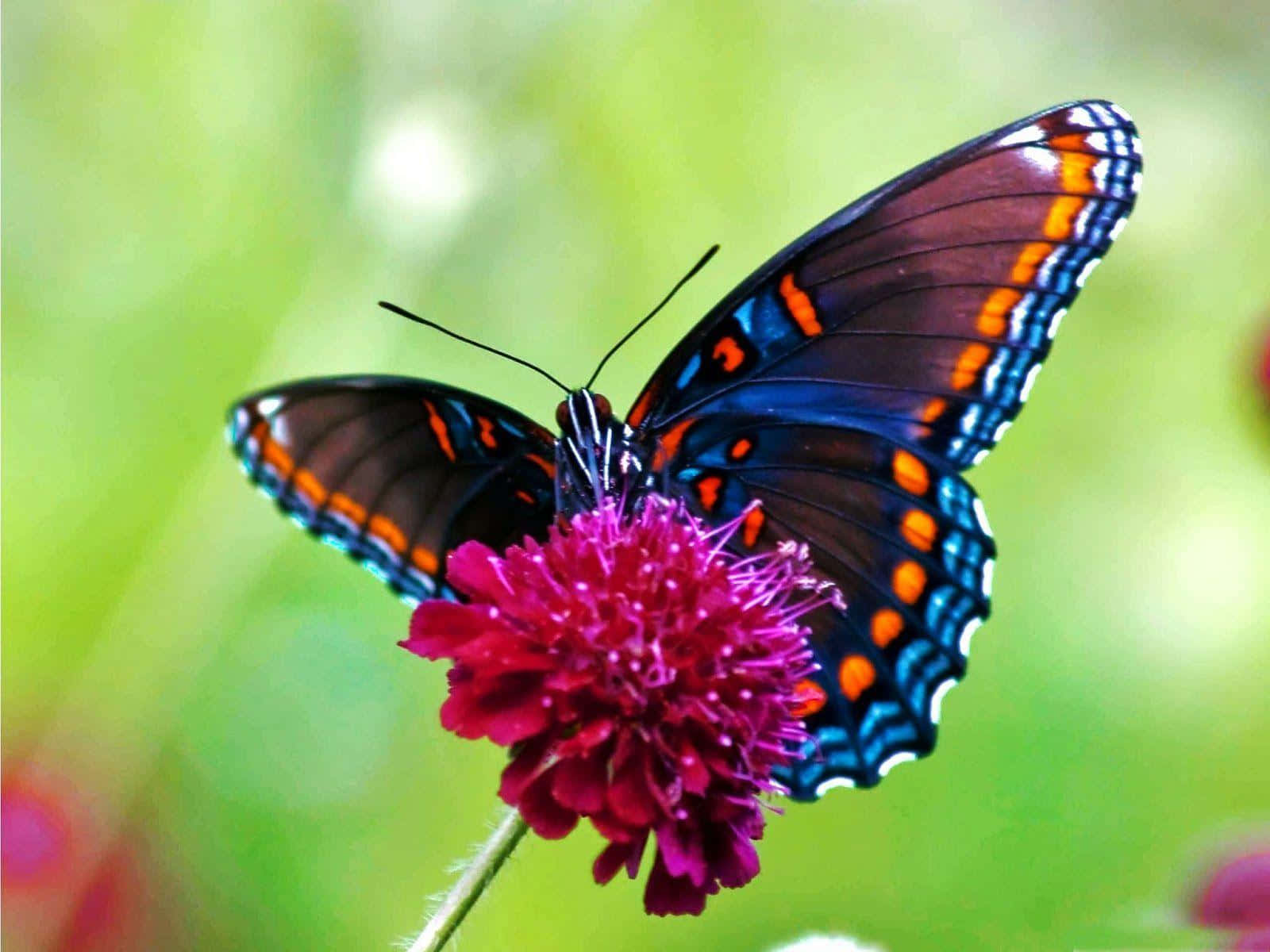 Butterflies 桌布 壁紙 — 一隻色彩鮮豔的蝴蝶，翅膀帶有藍色、橙色和黑色，輕柔地停在一朵深粉紅色的花上，背景是柔和的綠色模糊效果。