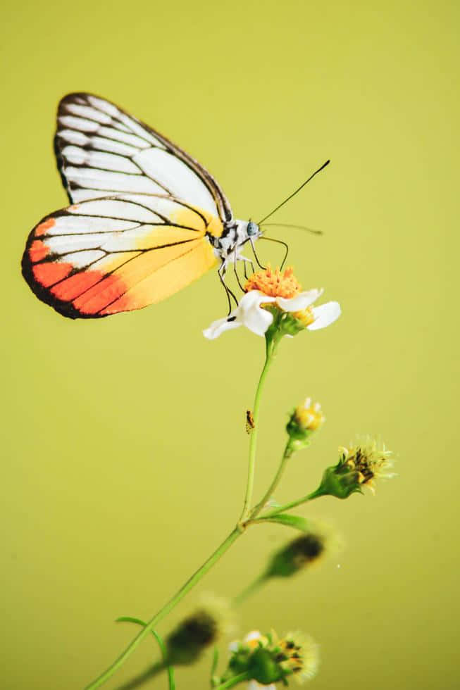 Real Butterfly 桌布 壁紙 — 一隻色彩鮮豔的蝴蝶，翅膀有白色、黃色和紅色，輕輕停在一朵白色小花上，背景是柔和的綠色。