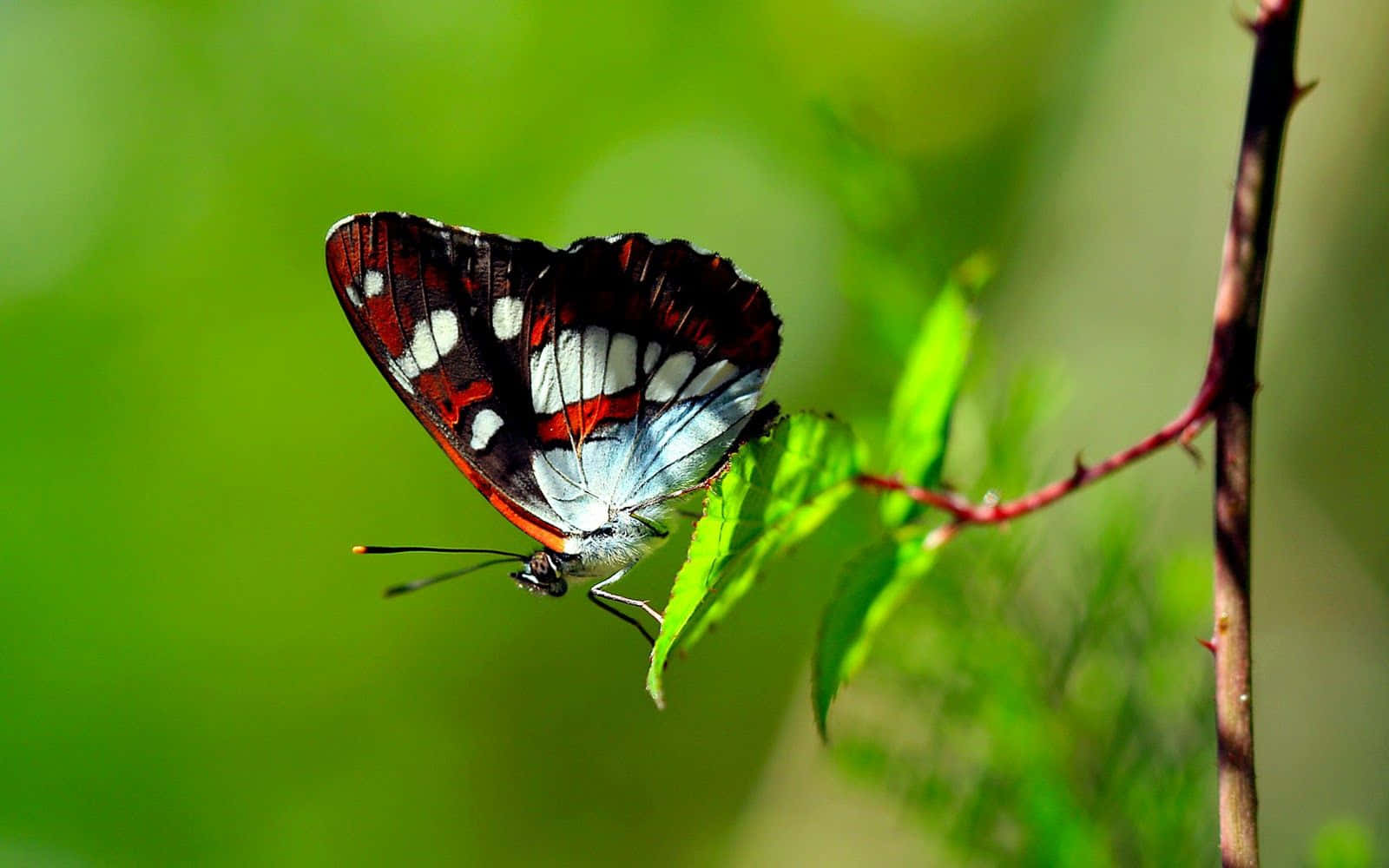 Butterfly Photography 桌布 壁紙 — 一隻色彩鮮豔的蝴蝶，翅膀有紅、白、黑色，輕盈地停在一片綠葉上，背景是柔和的模糊綠色。