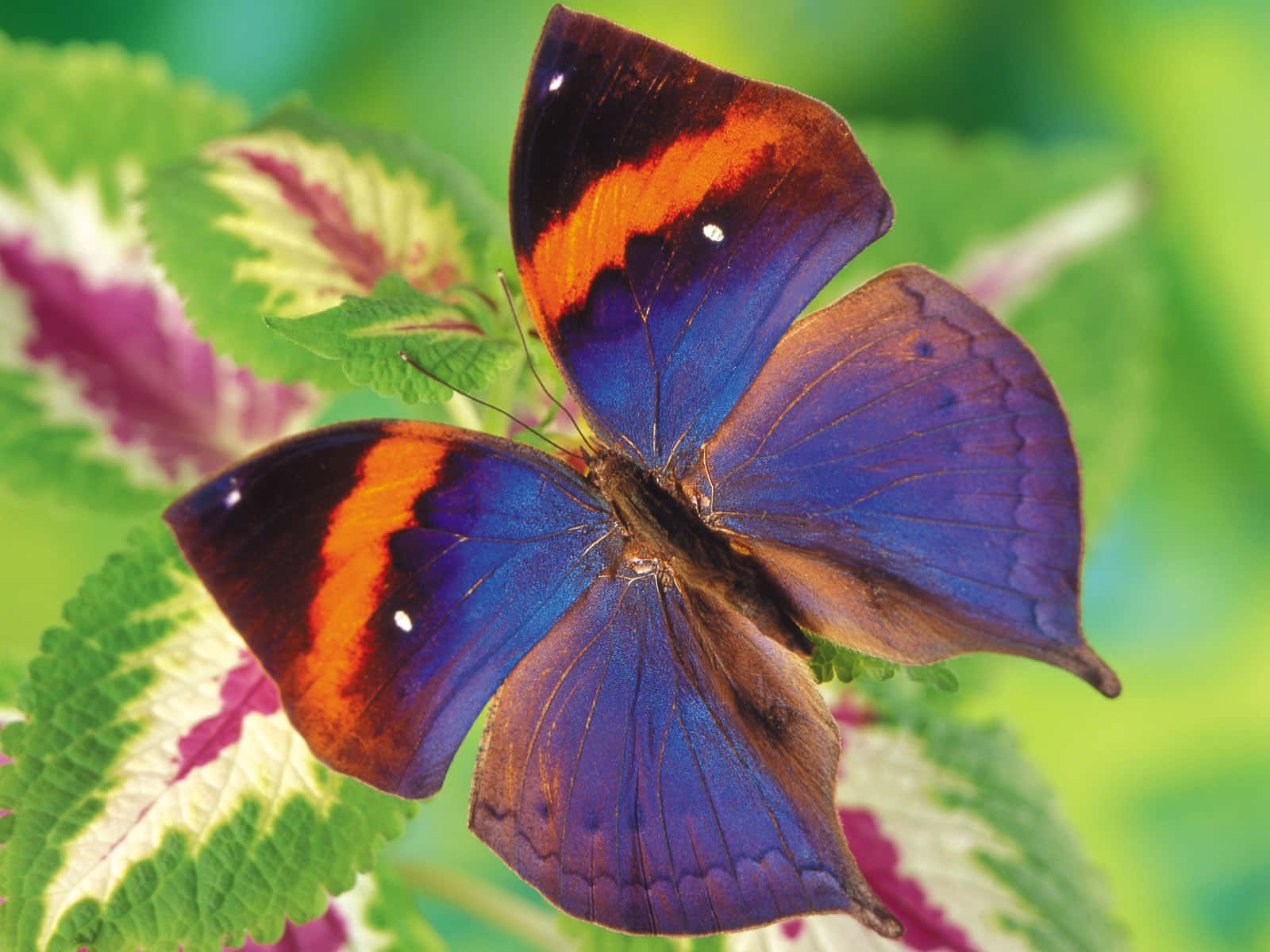 美麗的蝴蝶 桌布 壁紙 — 一隻色彩鮮豔的蝴蝶，翅膀有藍色、橙色和棕色，輕輕停在一塊雜色的綠葉上。