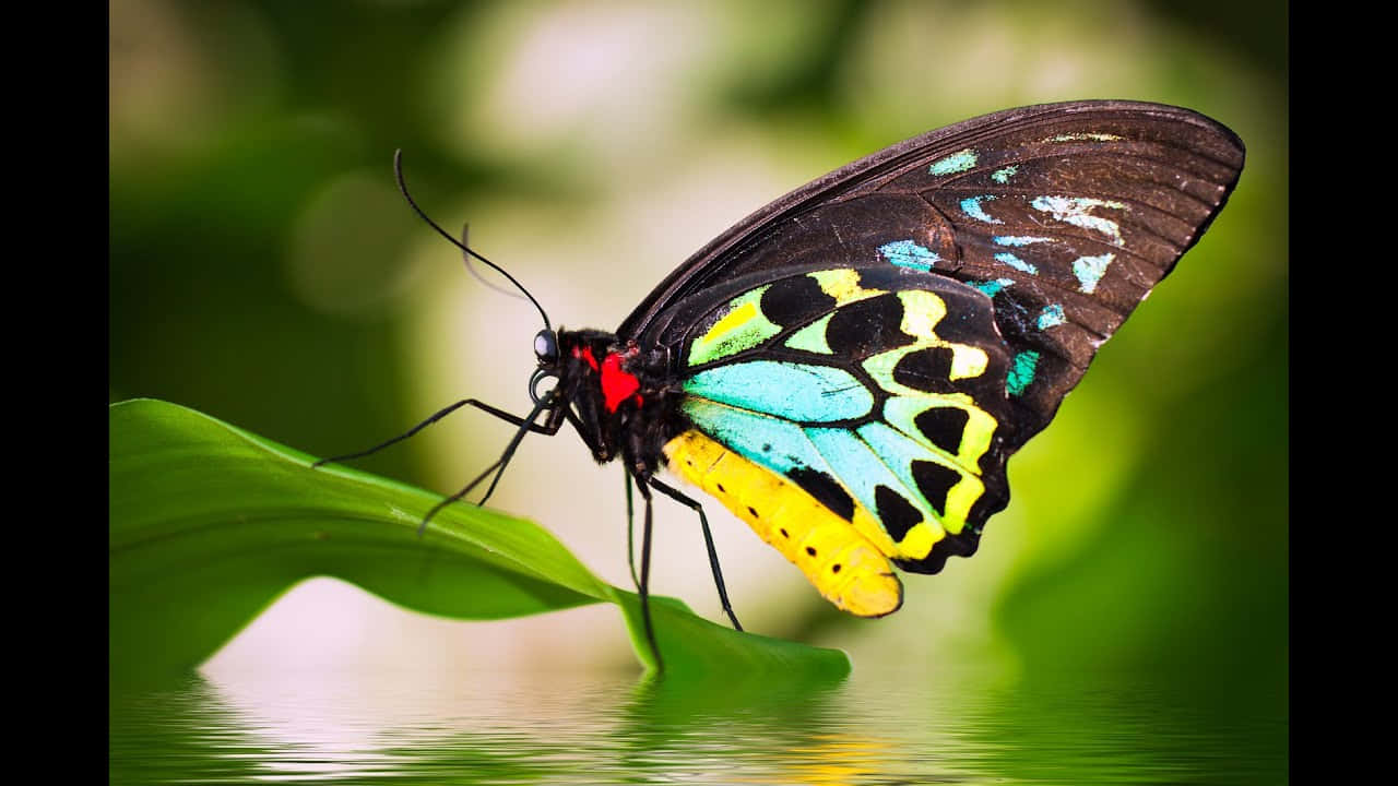 Real Butterfly 桌布 壁紙 — 一隻色彩鮮豔的蝴蝶，黑色翅膀上點綴著藍綠色、黃色和紅色，輕盈地停在一片綠葉上，下方是漣漪的水面。