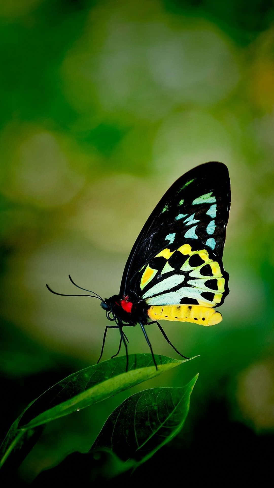 Butterfly Photography 桌布 壁紙 — 一隻色彩鮮豔的蝴蝶，黑色翅膀上點綴著黃色、綠色和紅色，輕盈地停在一張茂盛的綠葉上，背景是柔和模糊的森林。