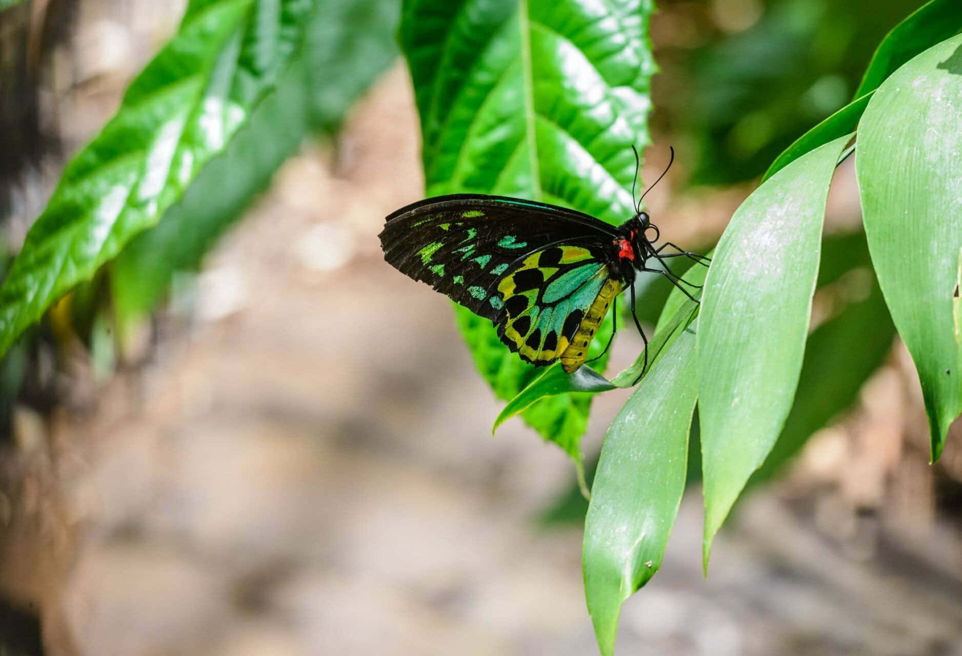 Butterfly Zoo 桌布 壁紙 — 一隻色彩鮮豔的蝴蝶，黑色翅膀邊緣帶有黃色和藍綠色，輕輕停在一片光亮的綠葉上，身處陽光普照的森林中。