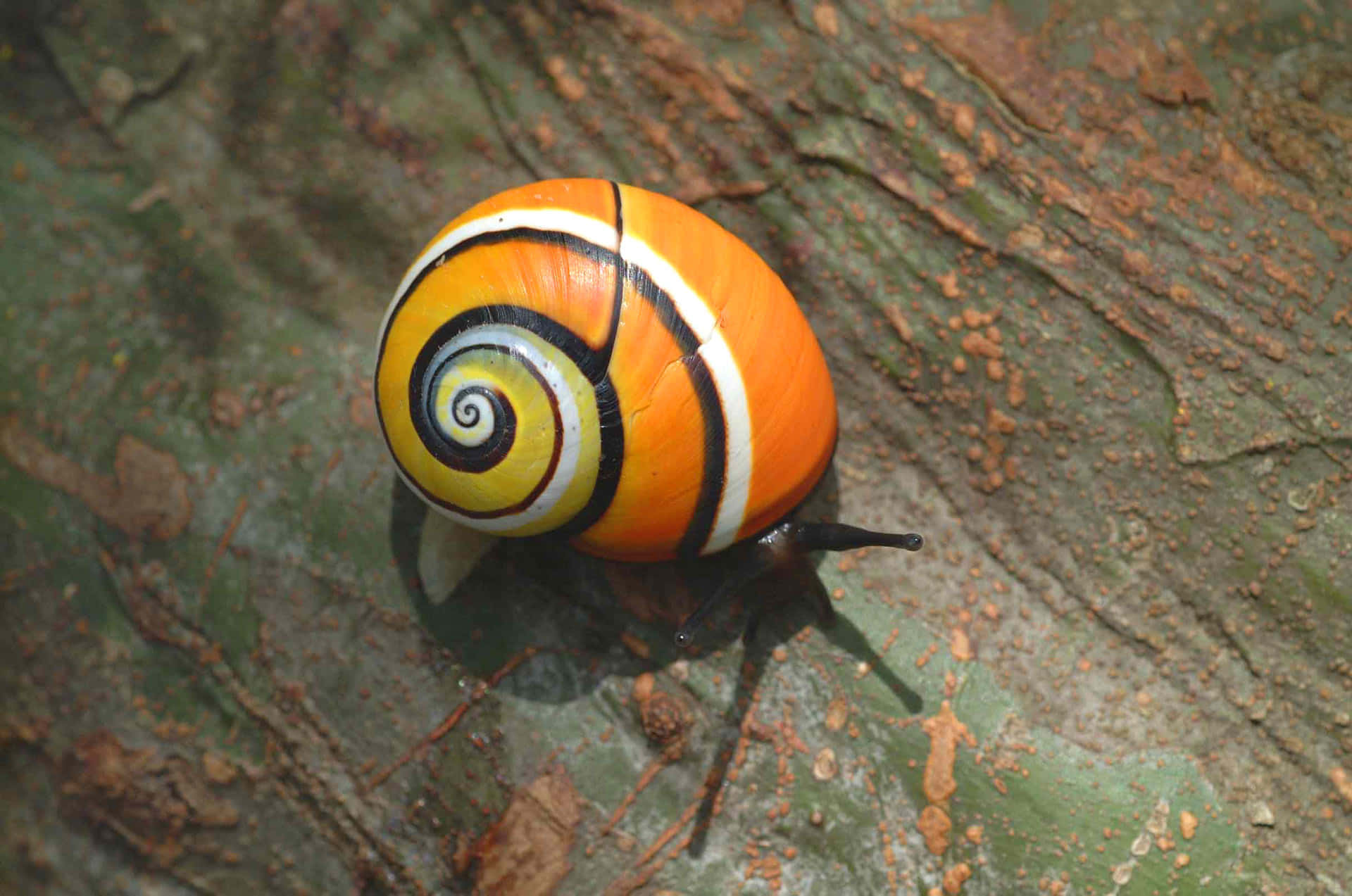 Snail 桌布 壁紙 — 一隻色彩鮮豔的蝸牛，帶有橙色、黃色和黑色條紋，在紋理樹皮表面上爬行。