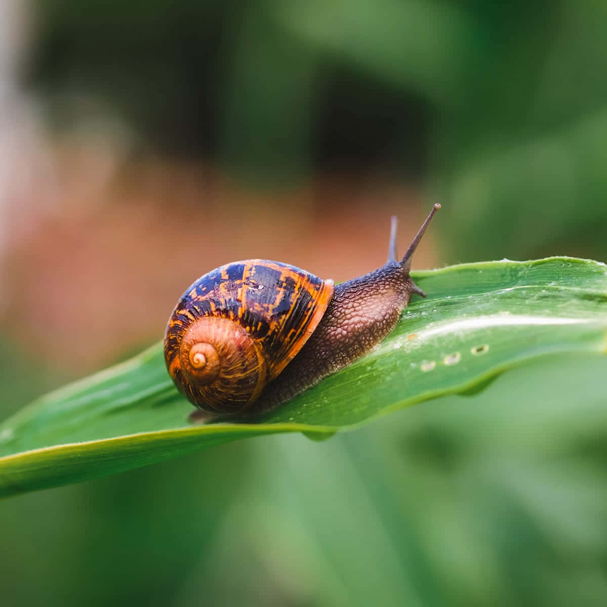 Snail 桌布 壁紙 — 一隻色彩鮮豔的蝸牛，帶有藍色和橙色的殼，在柔焦的花園中緩慢爬過一片光亮的綠葉。