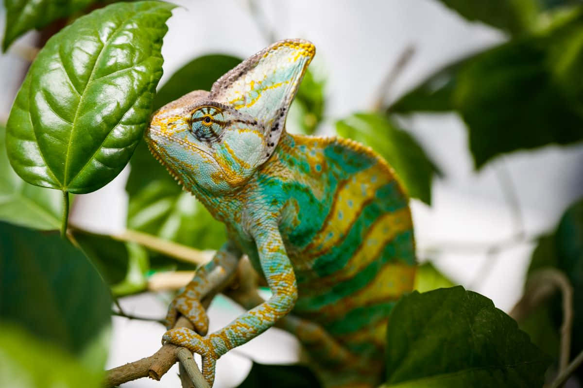 chameleon 桌布 壁紙 — 一隻色彩鮮豔的變色龍，帶有綠色、黃色和藍色圖案，棲息在枝頭上，周圍是茂密的綠葉。