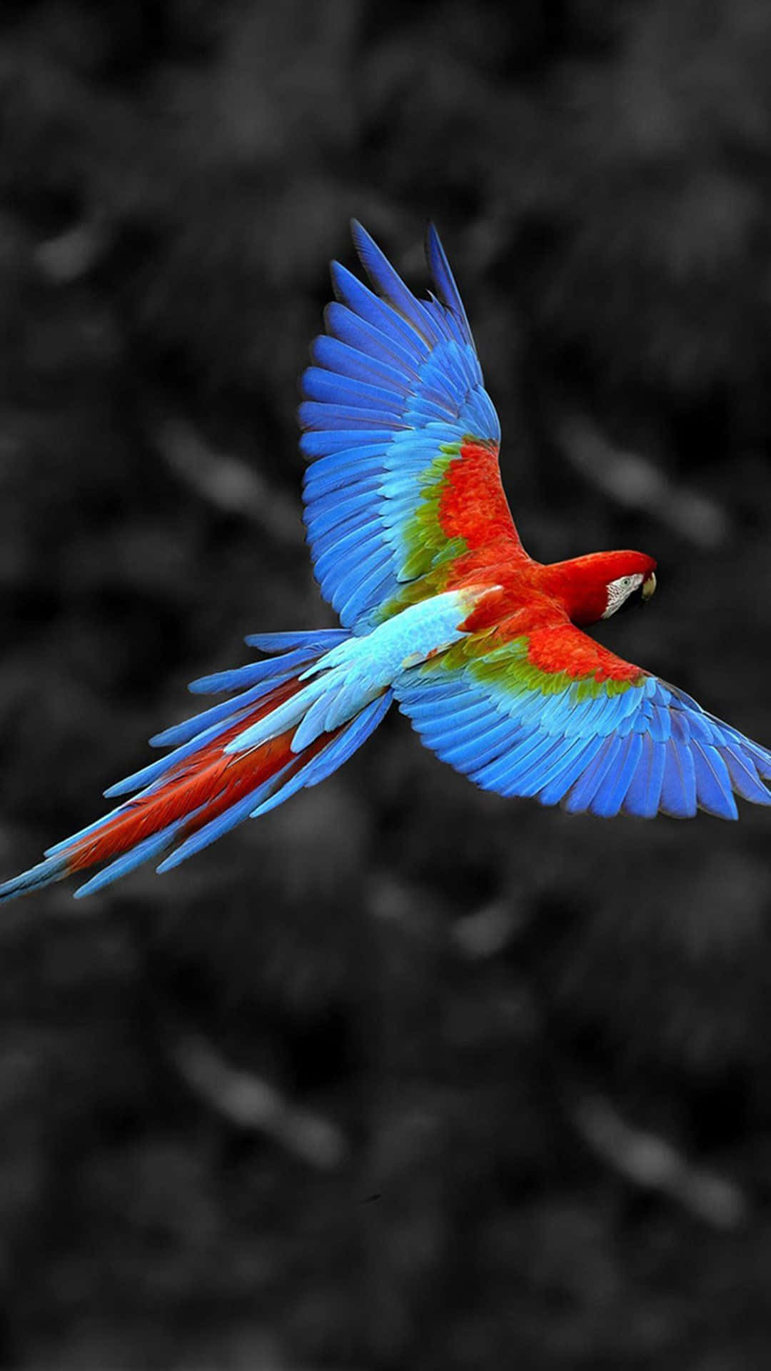 Flying Bird 桌布 壁紙 — 一隻色彩鮮豔的金剛鸚鵡展翅翱翔，背景是黑白模糊的森林。
