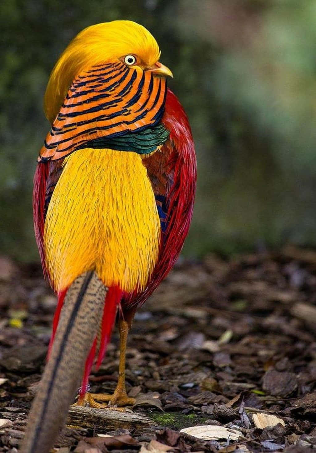 Beautiful Birds 桌布 壁紙 — 一隻色彩鮮豔的金雉驕傲地站在森林地面的落葉上，展示著火紅的橙色頸紋和耀眼的黃色羽毛。