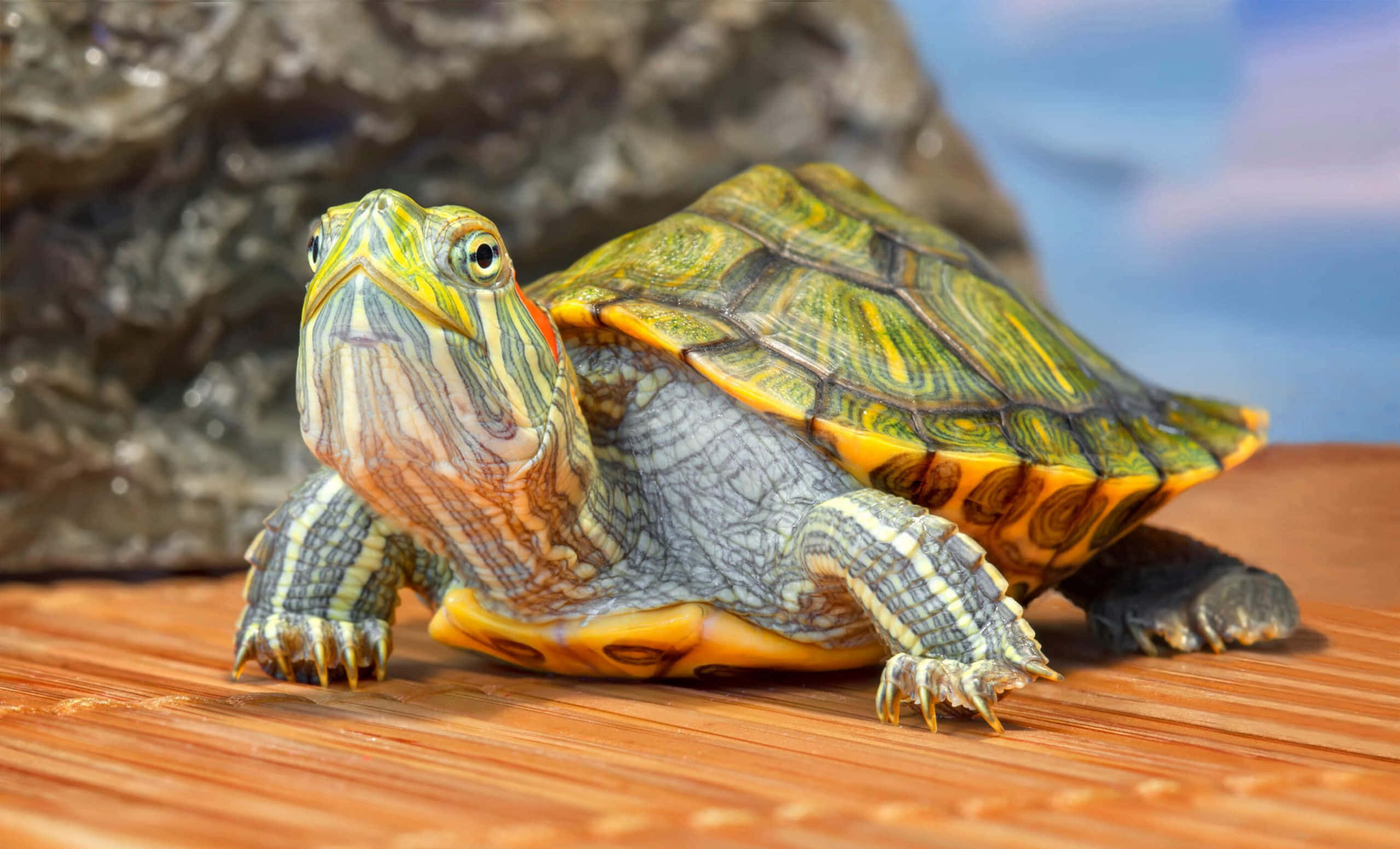 Turtle 桌布 壁紙 — 一隻色彩鮮豔的錦龜，帶有黃色和橙色斑紋，在靠近岩石和藍色水的木質表面上休息。