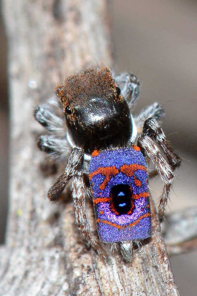 Spider 桌布 壁紙 — 一隻色彩鮮豔的雄性孔雀蜘蛛，帶有虹彩藍色和橙色的腹部，棲息在紋理分明的樹枝上。