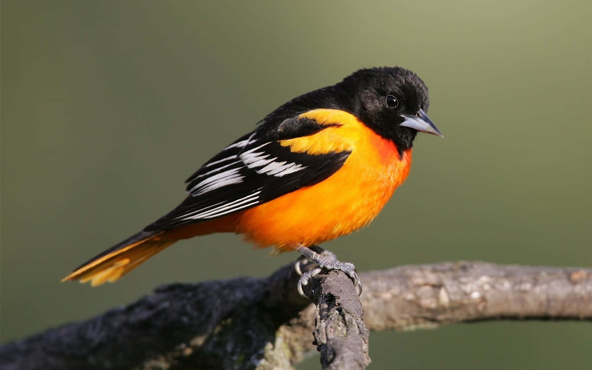 Orioles Bird 桌布 壁紙 — 一隻色彩鮮豔的雄性巴爾的摩黃鸝棲息在粗糙的樹枝上，展示其火橙色的胸部和帶有白色條紋的黑色翅膀。