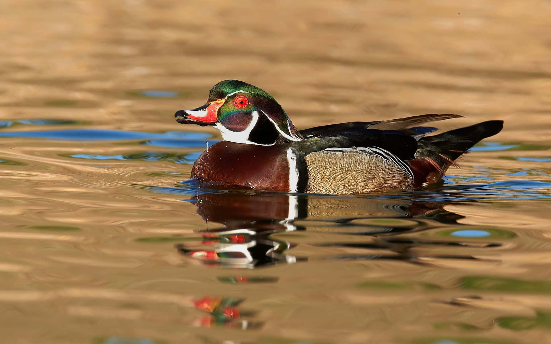 Duck 桌布 壁紙 — 一隻色彩鮮豔的雄性林鴉在平靜的金色水面上優雅地滑行，倒映出其閃爍的綠色頭部和濃郁的栗色身體。