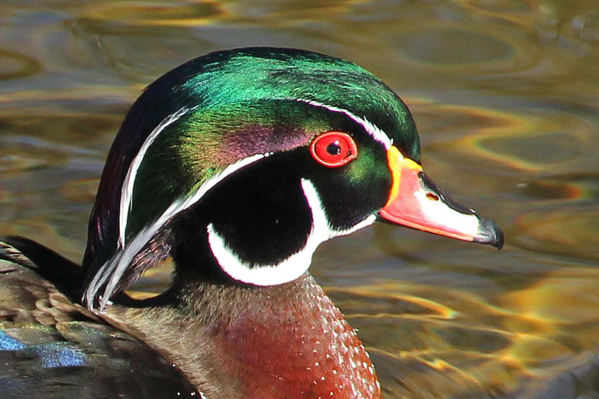 Mallard Duck 桌布 壁紙 — 一隻色彩鮮豔的雄性林鴛鴦，擁有虹彩般的綠色頭部和紅色眼睛，在陽光普照、波光粼粼的水面上滑行。