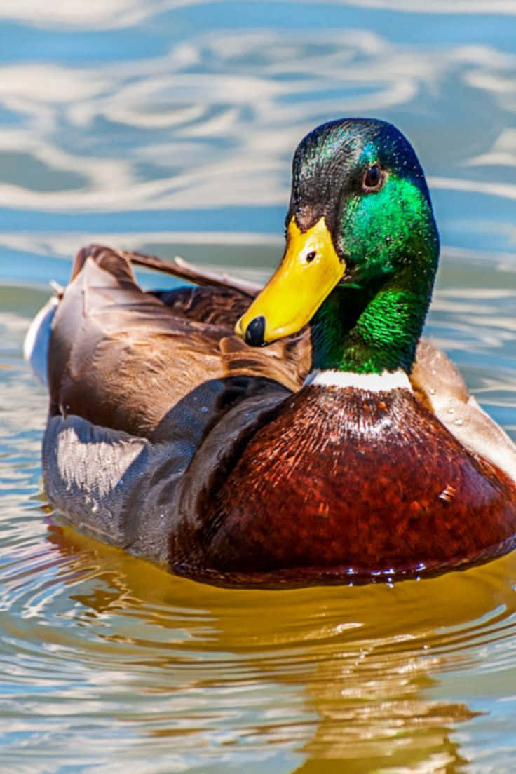 Mallard Duck 桌布 壁紙 — 一隻色彩鮮豔的雄性綠頭鴨，擁有虹彩綠色頭部和黃色喙，平靜地漂浮在漣漪的藍色水面上。