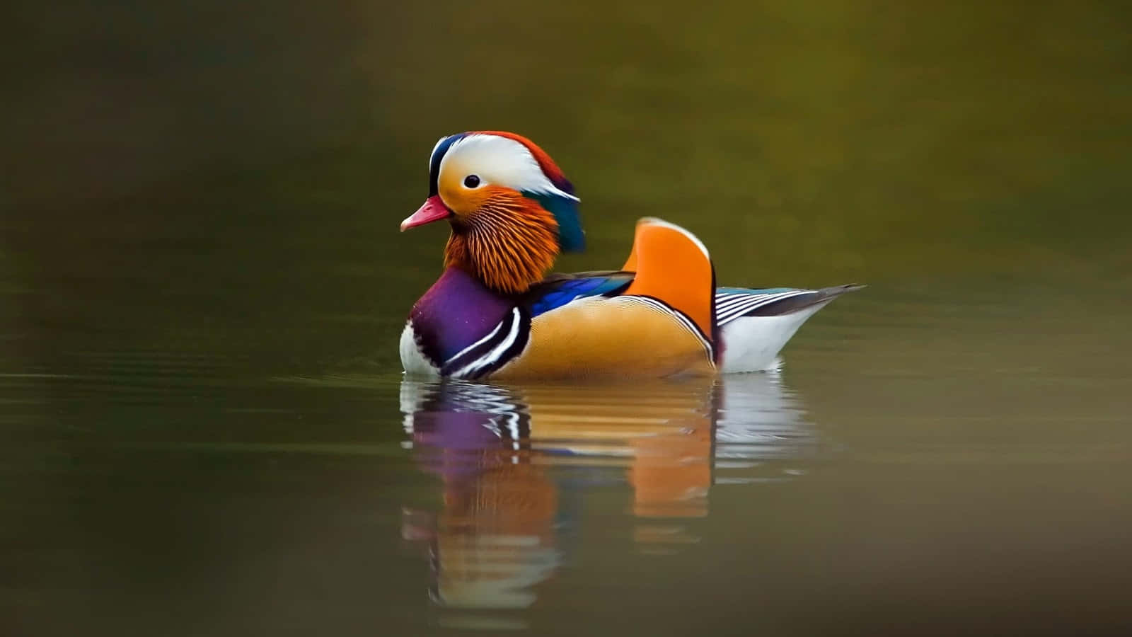 Cute Bird 桌布 壁紙 — 一隻色彩鮮豔的雄性鴛鴦在平靜的水面上悠然漂浮，其多彩的羽毛倒映在水下。