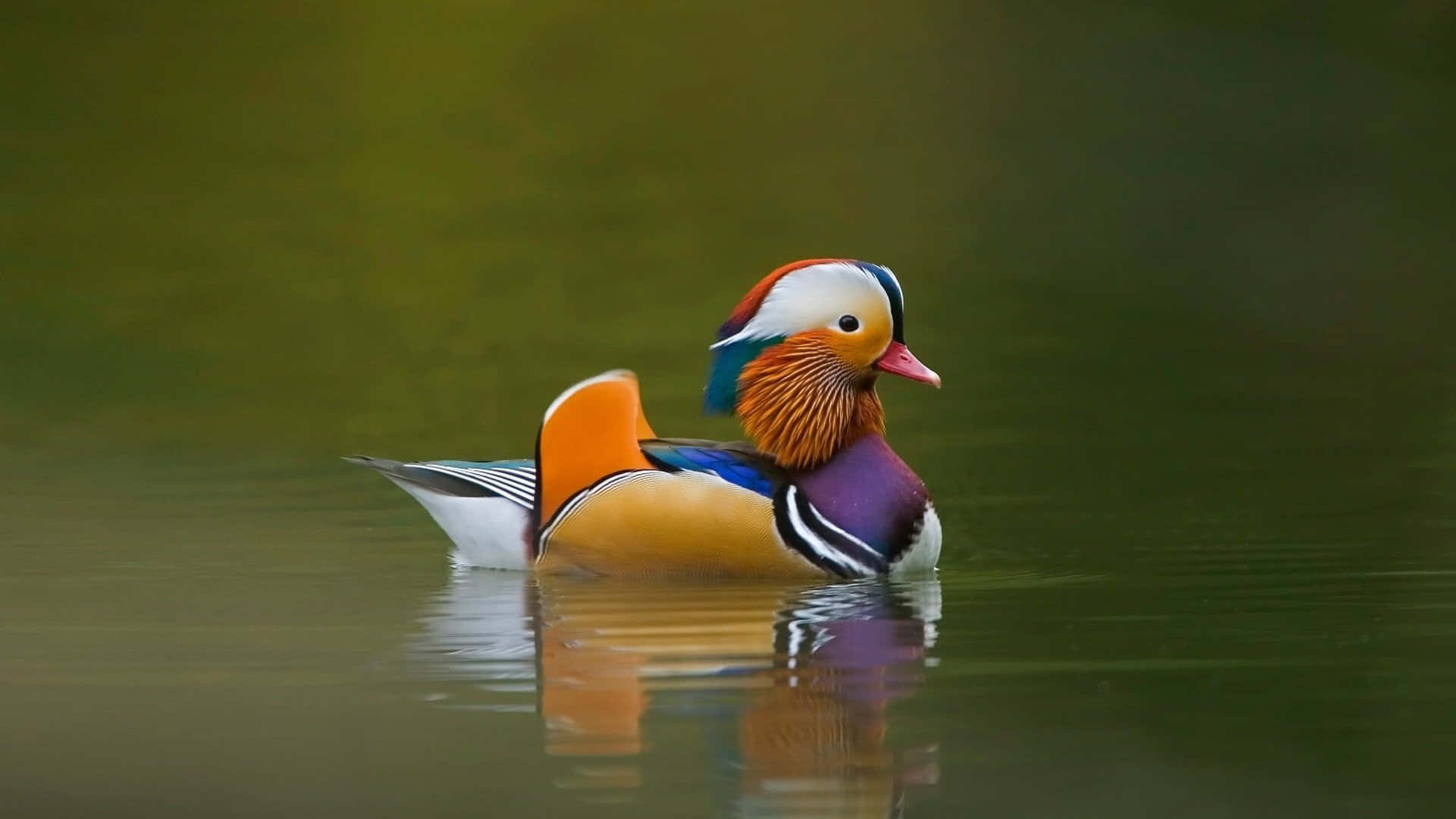 Cute Duck 桌布 壁紙 — 一隻色彩鮮豔的雄性鴛鴦在平靜的綠色水面上悠然漂浮，水面倒映著牠色彩斑斕的羽毛。