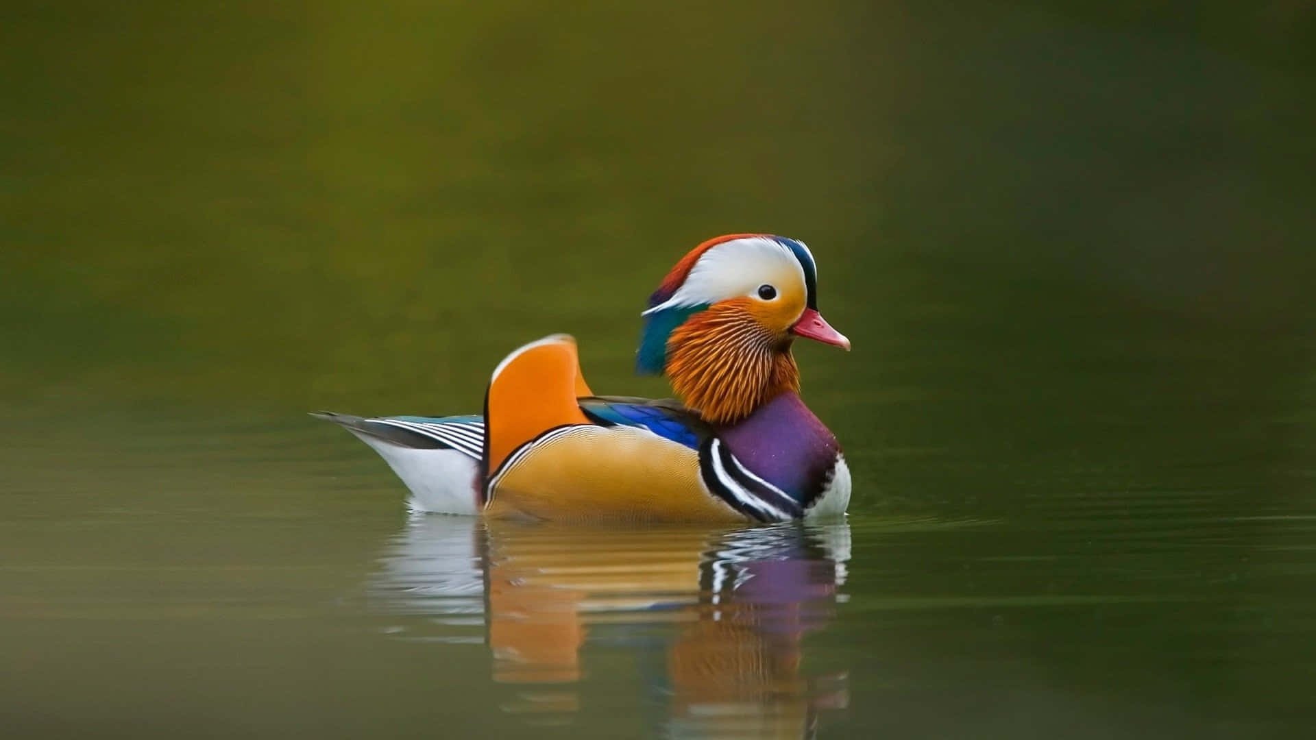 Cute Duck 桌布 壁紙 — 一隻色彩鮮豔的雄性鴛鴦在平靜的綠色水面上悠然漂浮，水面倒映出其斑斕的羽毛。
