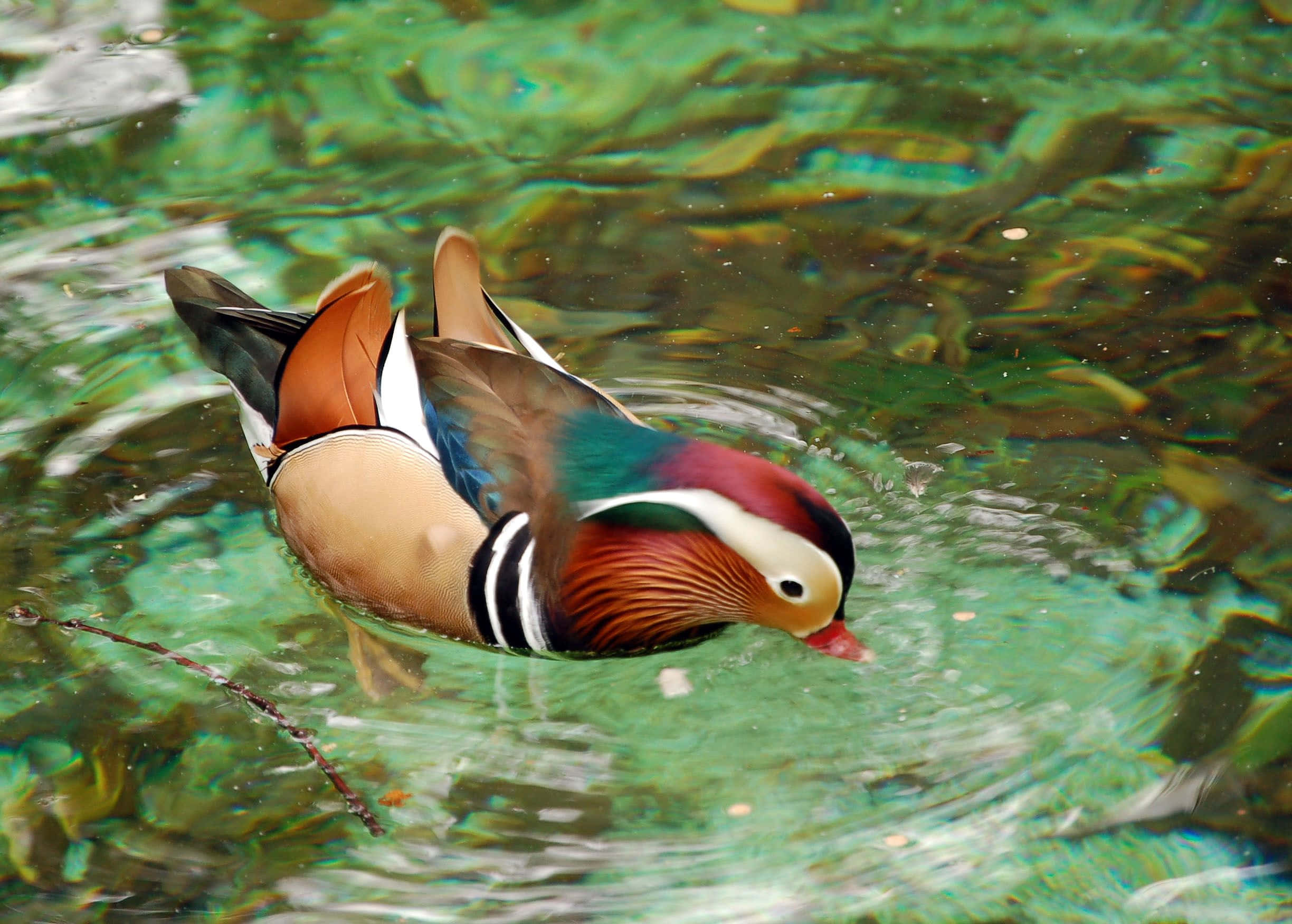 Mallard Duck 桌布 壁紙 — 一隻色彩鮮豔的雄性鴛鴦在清澈的綠水中優雅地游動，在其多彩的羽毛周圍泛起輕柔的漣漪。