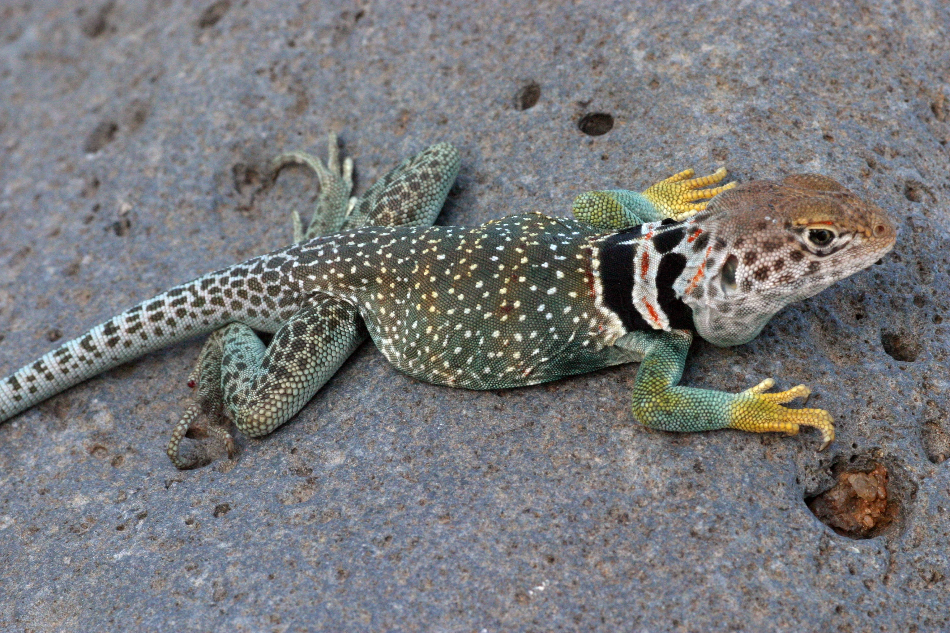 reptile 桌布 壁紙 — 一隻色彩鮮豔的領圈蜥蜴，帶有斑點綠色鱗片和黃色腳，在紋理灰色岩石上休息。