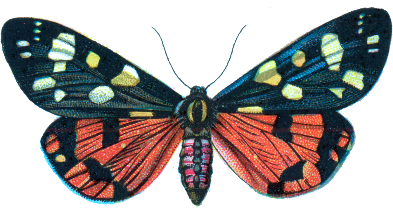 moth 桌布 壁紙 — 一隻色彩鮮豔的飛蛾，黑色翅膀上點綴著黃色和白色斑點，下翅呈火紅色，襯托在純黑色背景上。