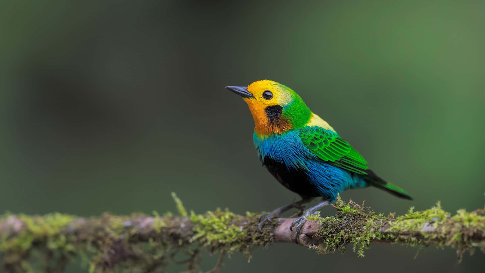 Bird iPhone 桌布 壁紙 — 一隻色彩鮮豔的鳥，有黃色、橙色、綠色和藍色的羽毛，棲息在長滿苔蘚的樹枝上，背景是柔和模糊的森林。