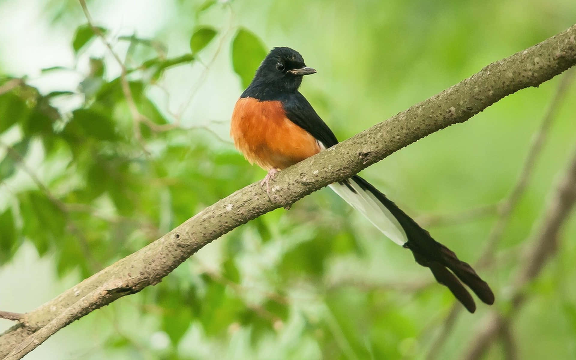 Orioles Bird 桌布 壁紙 — 一隻色彩鮮豔的鳥，黑頭白尾，鏽橙色胸部，棲息在枝葉茂密的樹枝上。