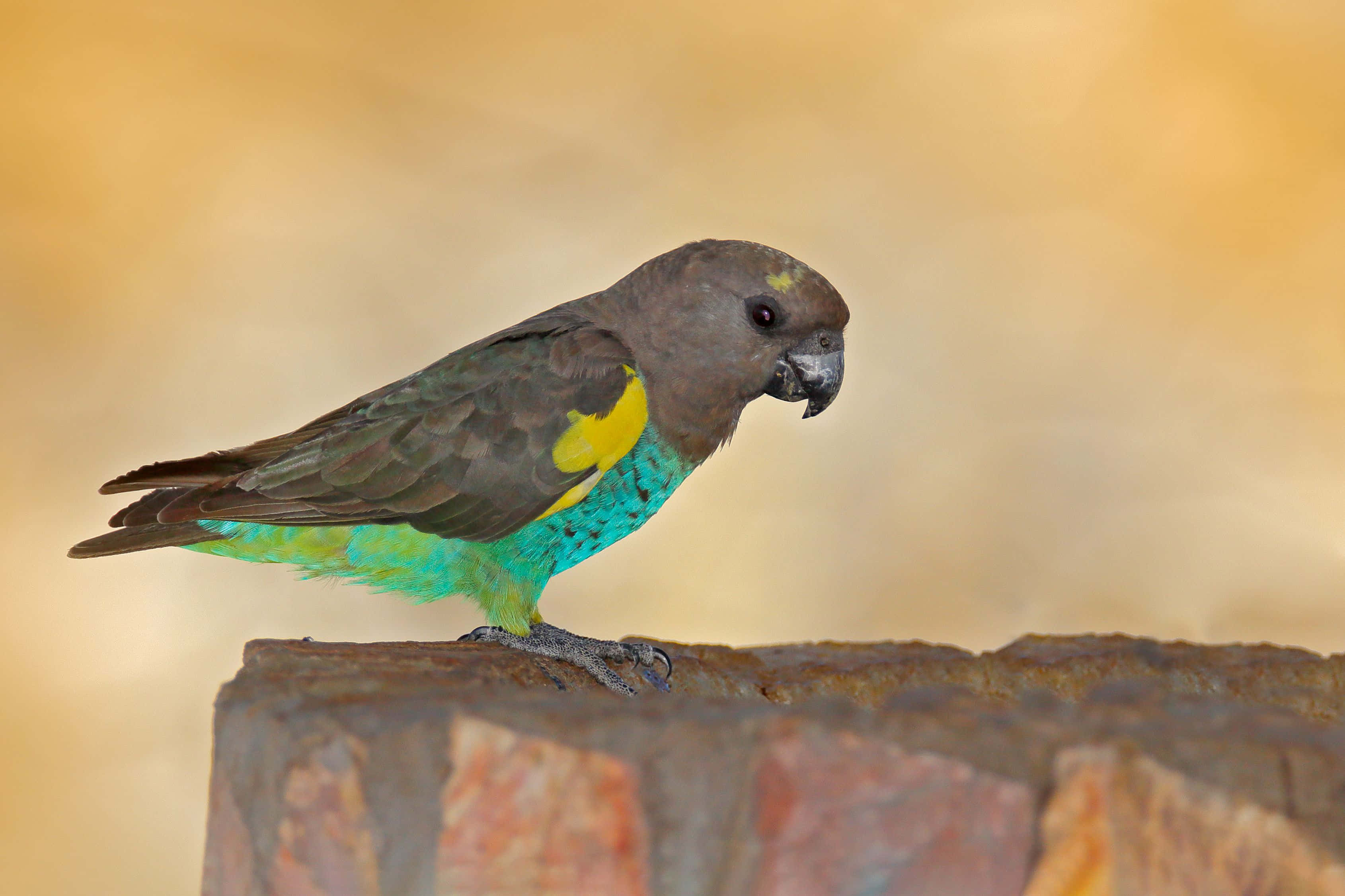 parrot 桌布 壁紙 — 一隻色彩鮮豔的鸚鵡，頭部灰色、胸部黃色、腹部青綠色，棲息在風化的石緣上，背景溫暖模糊。