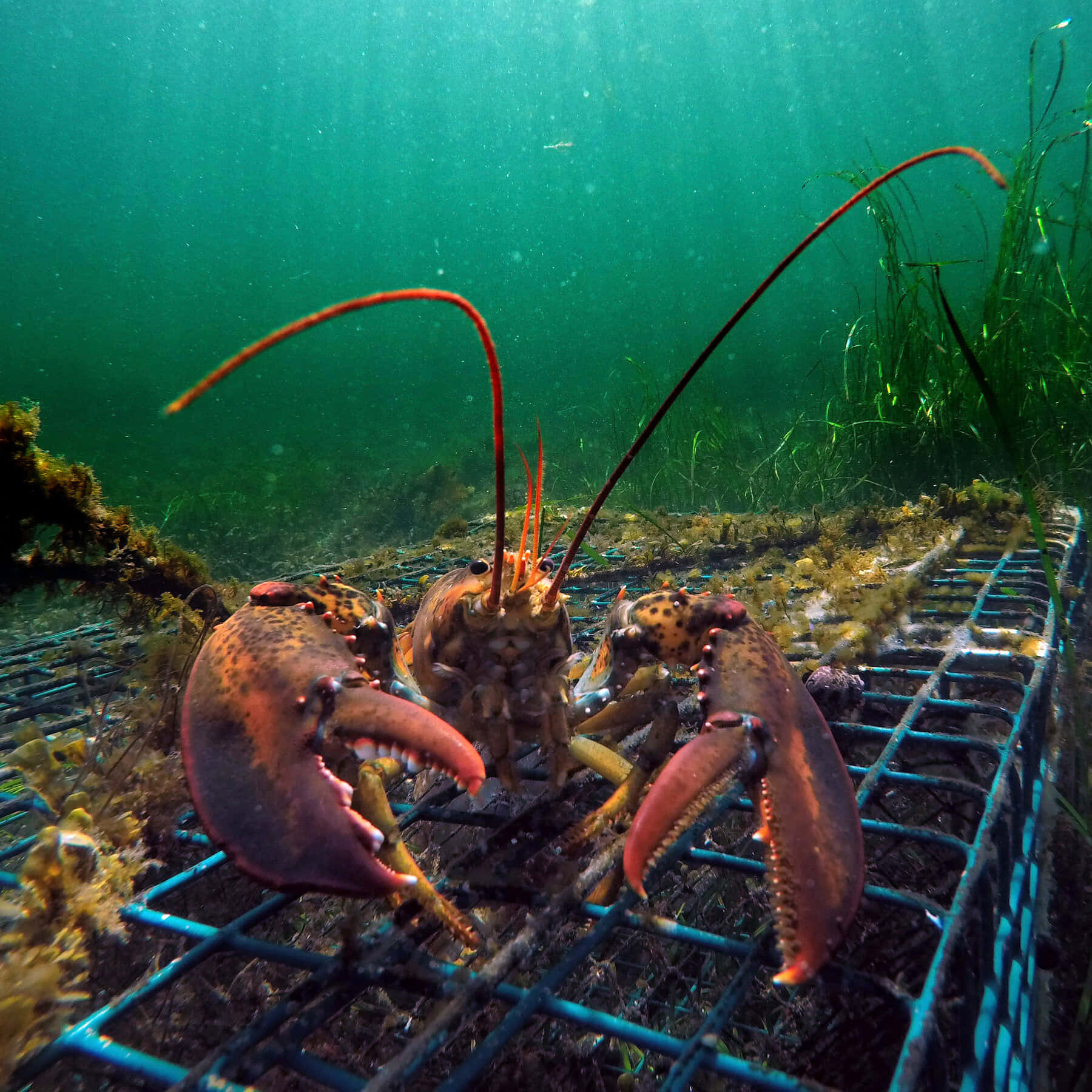 Lobster 桌布 壁紙 — 一隻色彩鮮豔的龍蝦，長觸鬚和帶斑點的鉗子，躺在藍色金屬陷阱上，周圍是綠色海藻和沙質海底。