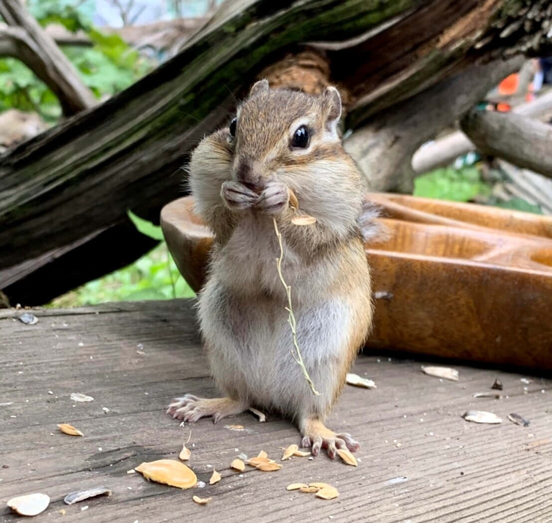 動物 桌布 壁紙 — 一隻花栗鼠直立在木甲板上，專注地啃著種子，小爪子抓著零食。